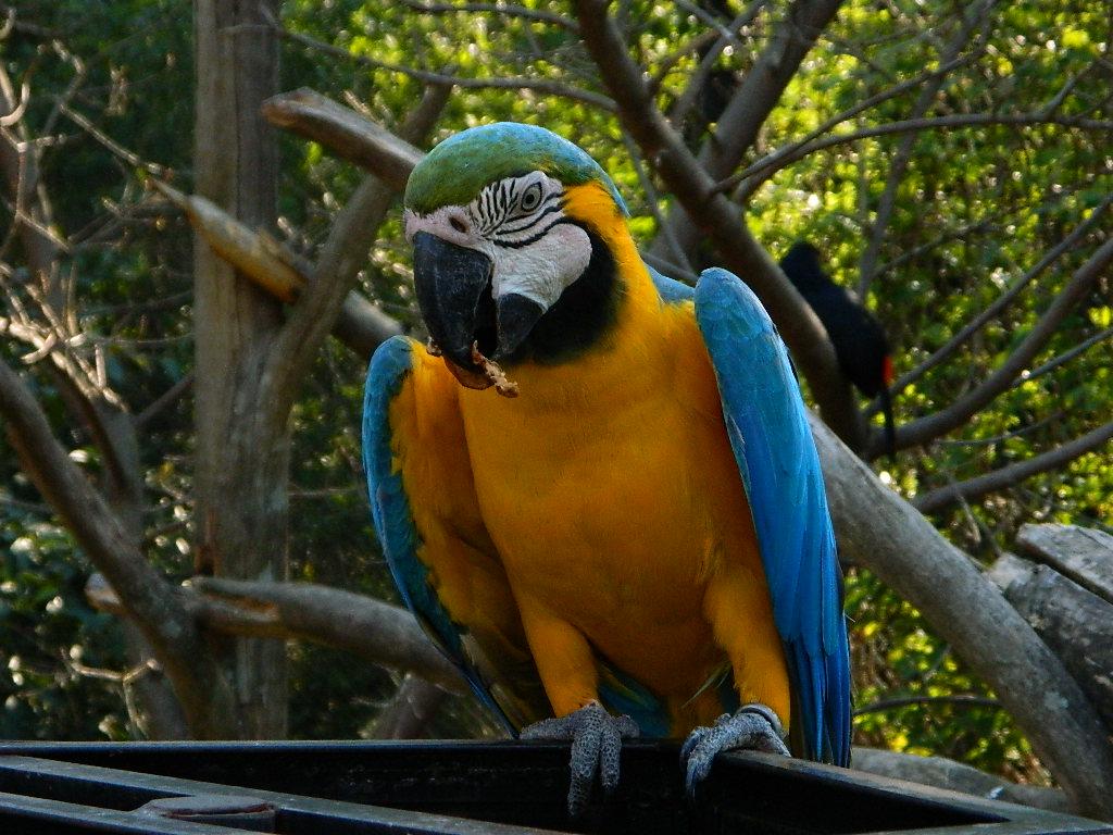 Gramado Zoo, por Cariocando por Aí