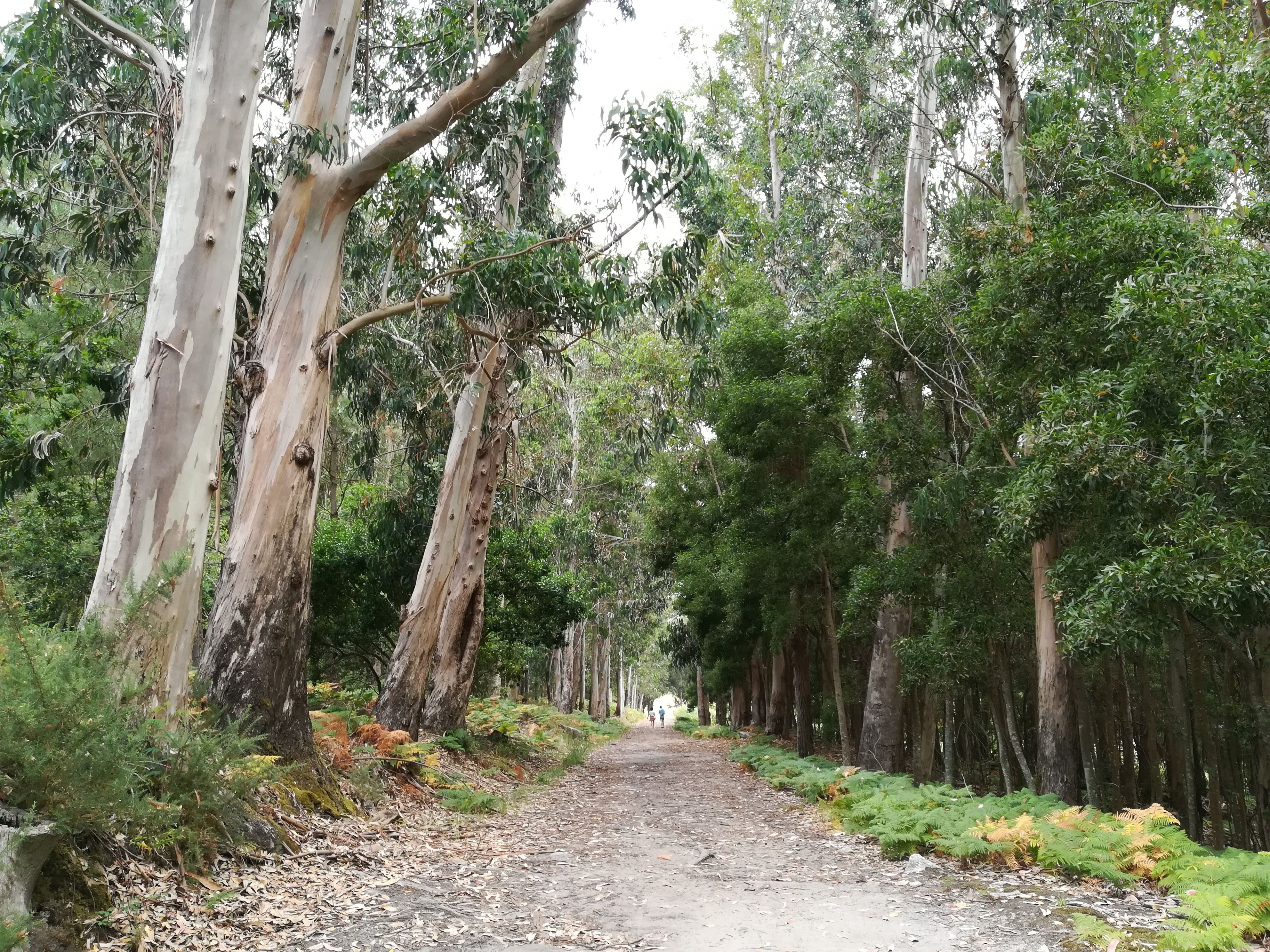 Senderismo en Vigo: descubre rutas para disfrutar de la naturaleza