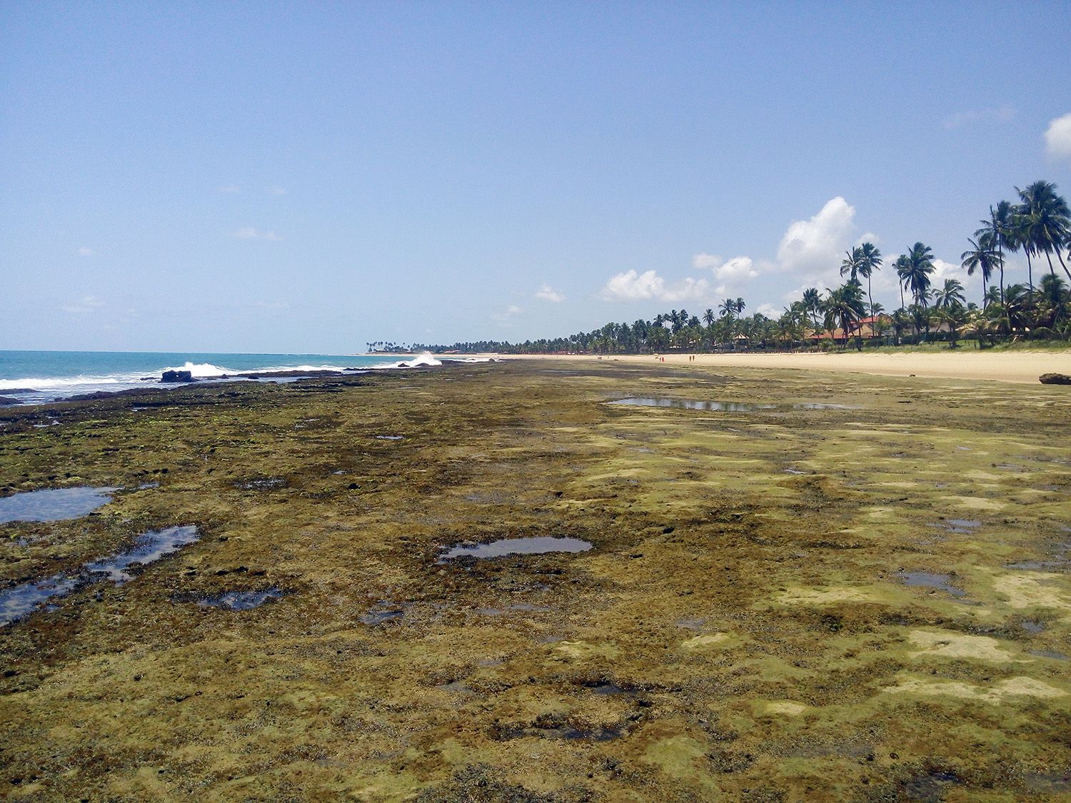 Corales de Muro Alto, por Tribi Lin