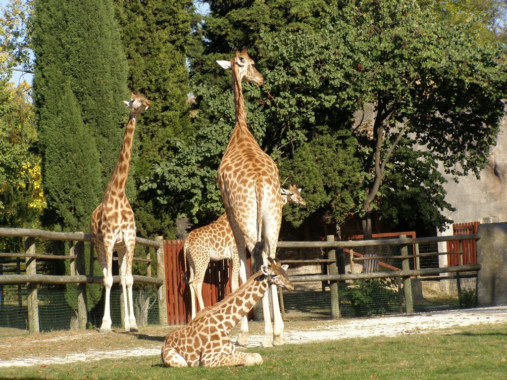 Parque Zoológico de París, por nuria