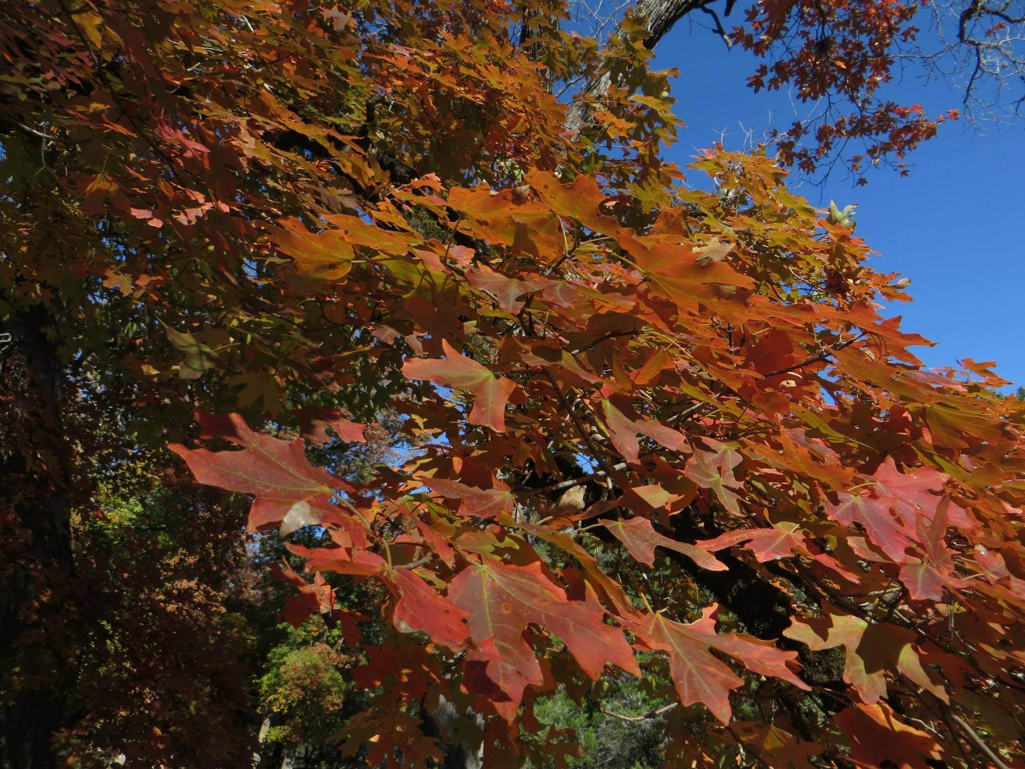 Lost Maples State Natural Area, por TxTrvlr