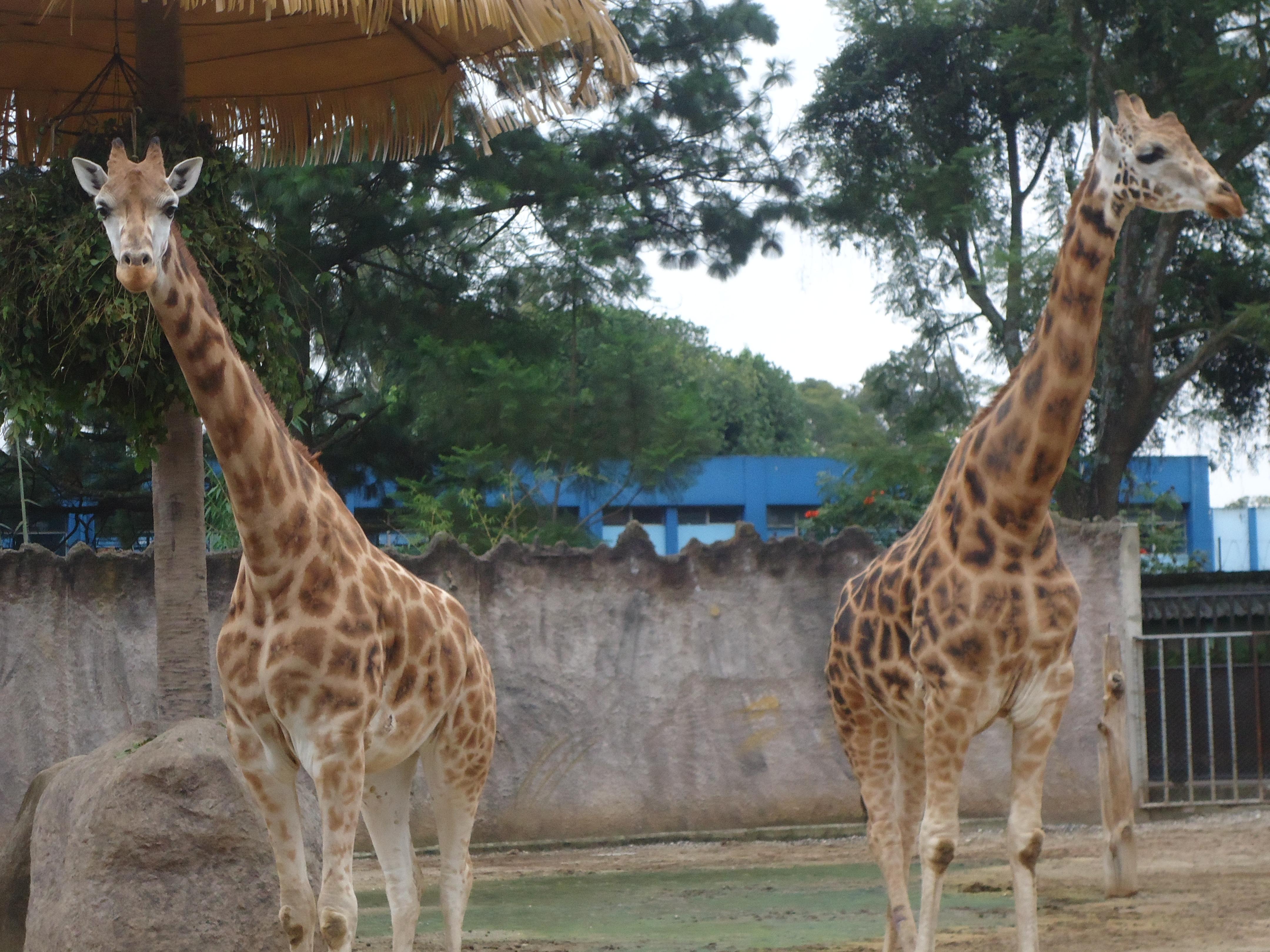 Descubre los fascinantes zoos de Centroamérica y su biodiversidad