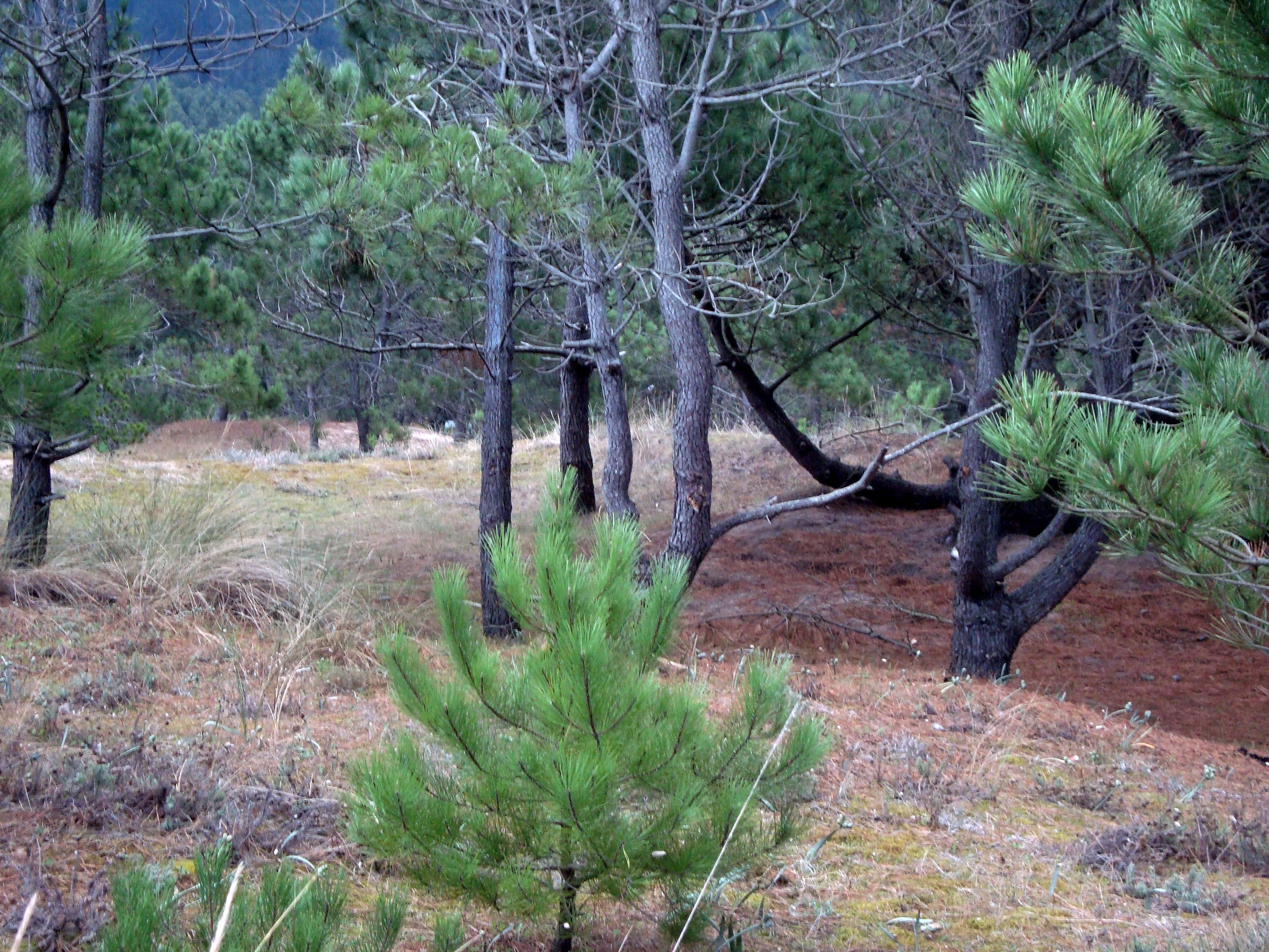 Pinares de Esteiro, por Marta Pilar