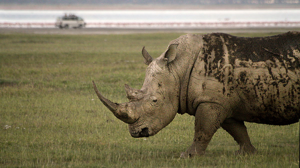 Parque Nacional Masai Mara, por David Gimeno Redondo