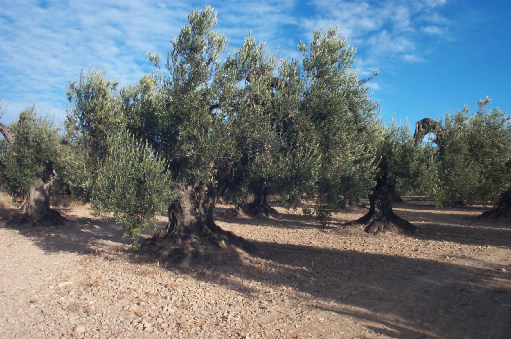 Olivos milenarios, por Araque