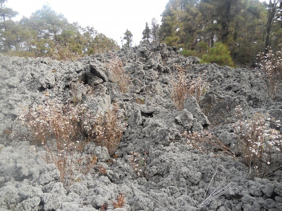 Aire libre en Icod de los Vinos: descubre paisajes cautivadores y naturaleza exuberante