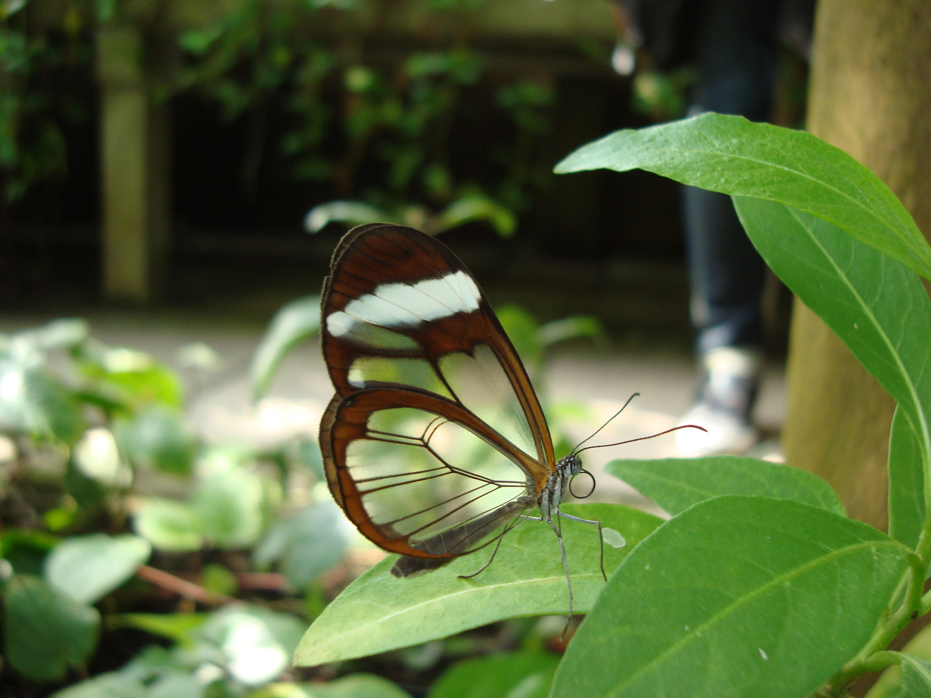 Hortus Botanicus de Ámsterdam, por telenty