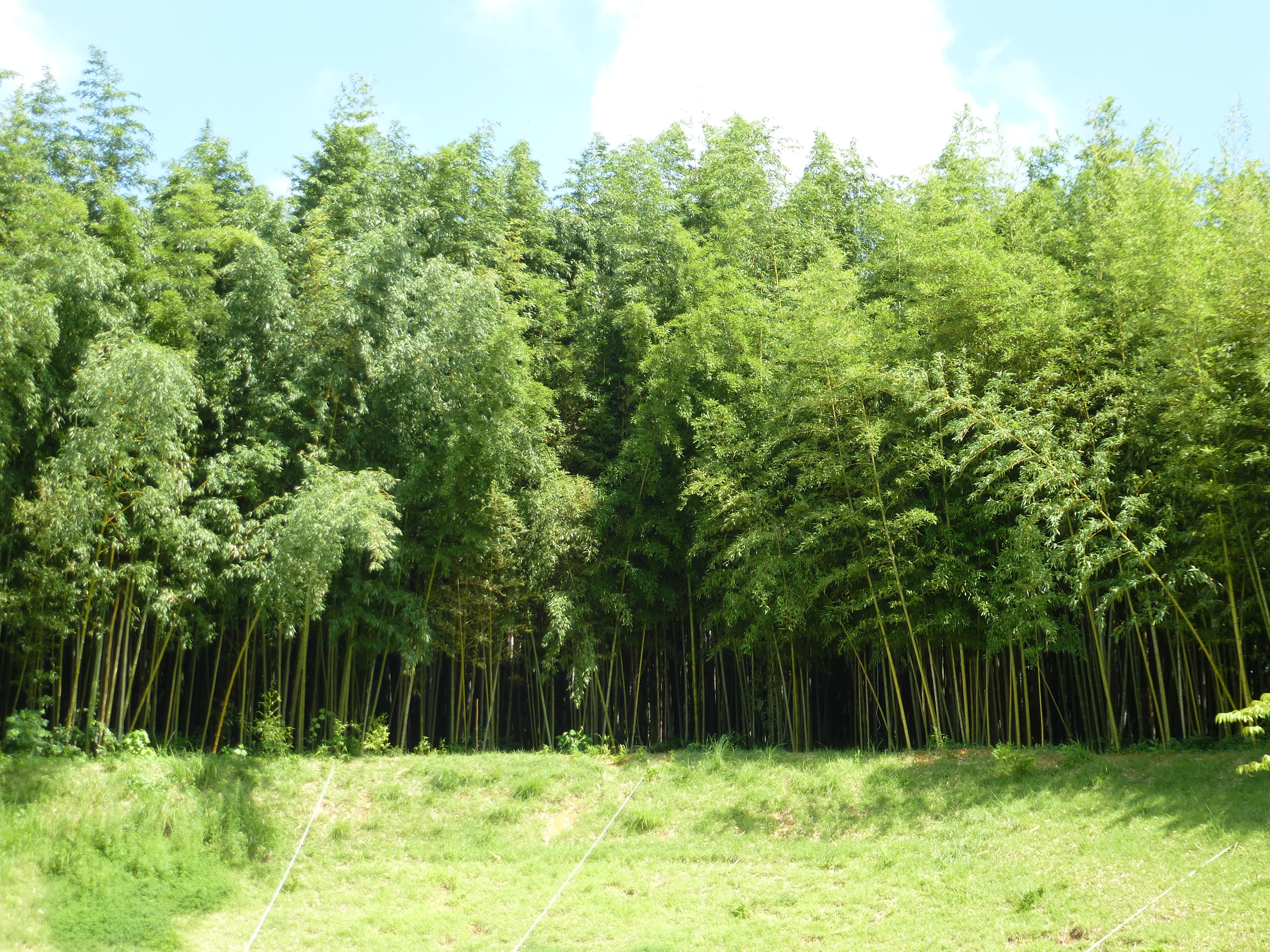 Bosque de bambú, por Simone Sunset