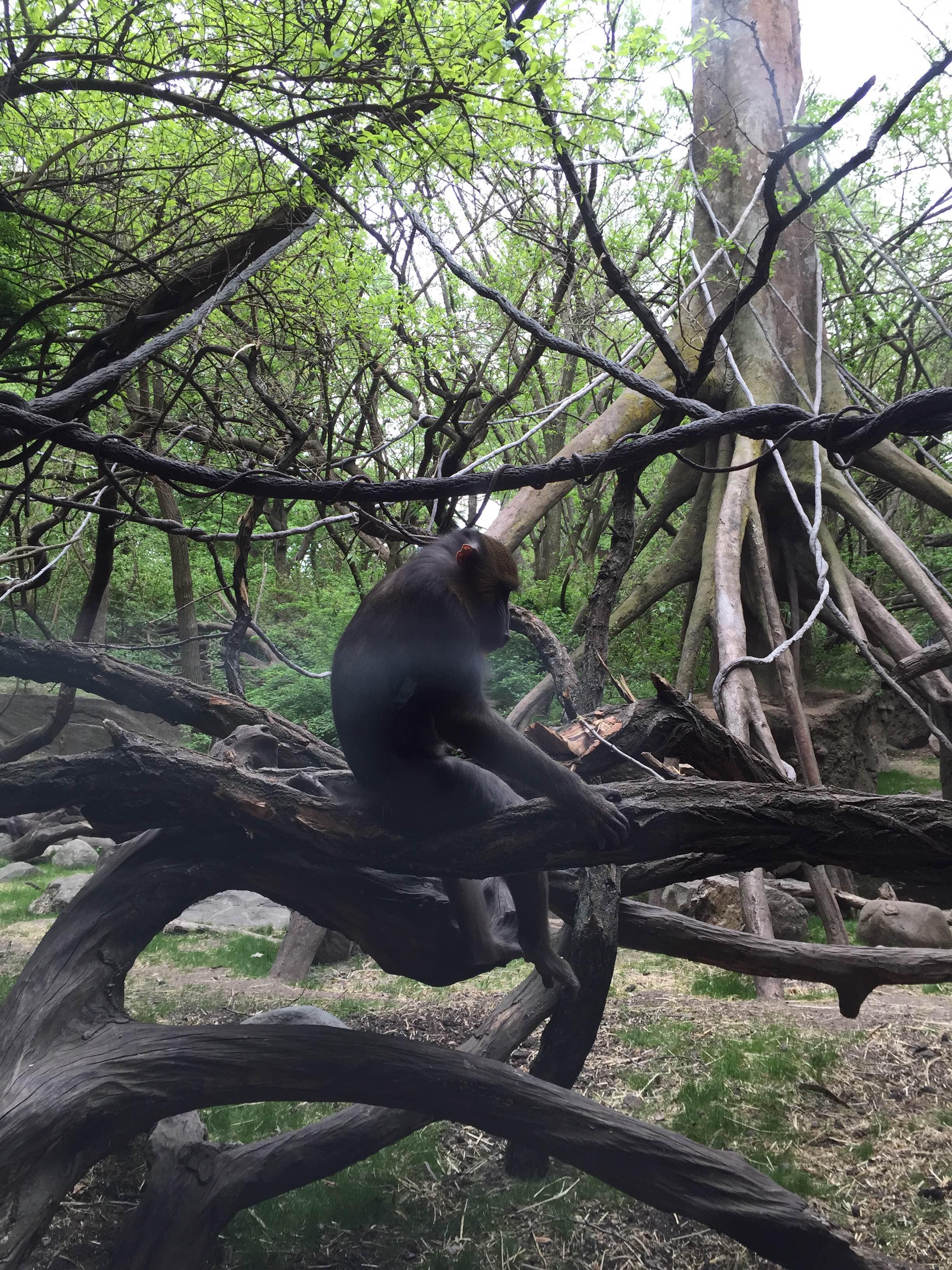 Zoo del Bronx (Bronx Zoo), por Mati Bossie