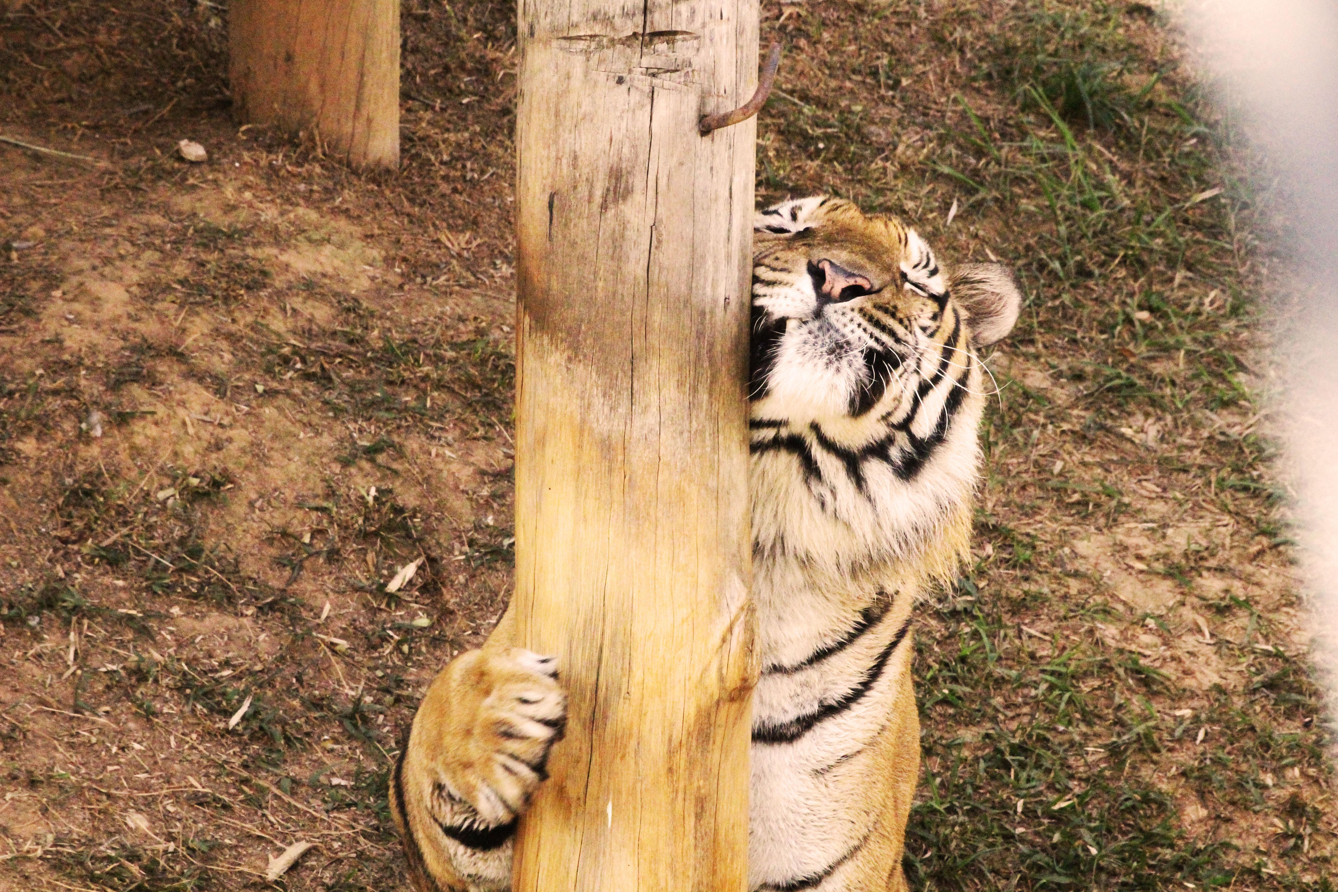 Jardim Zoologico De Brasilia, por Thaiany Wako