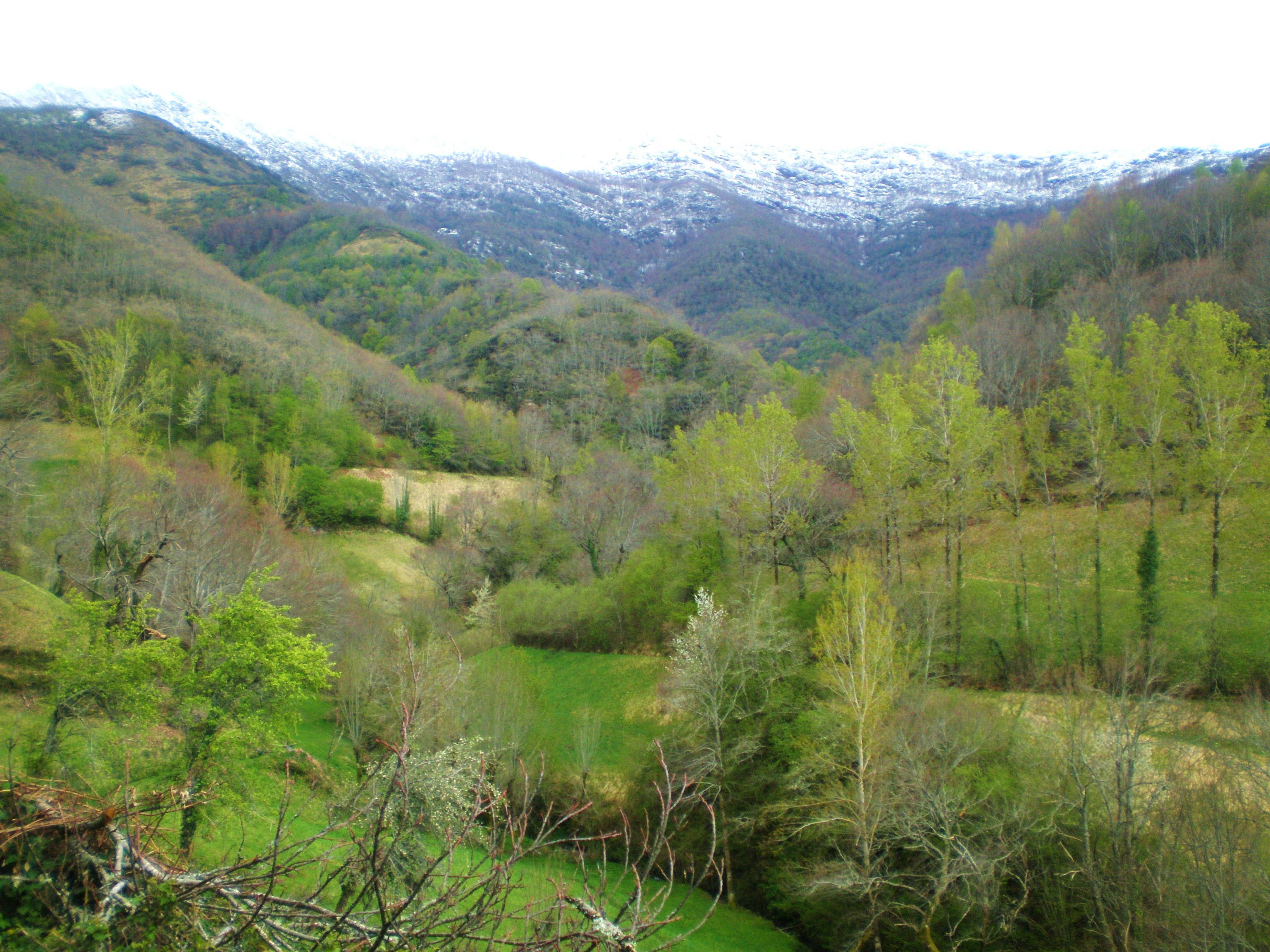 Bosques en Lugo: un viaje por maravillas naturales incontestables