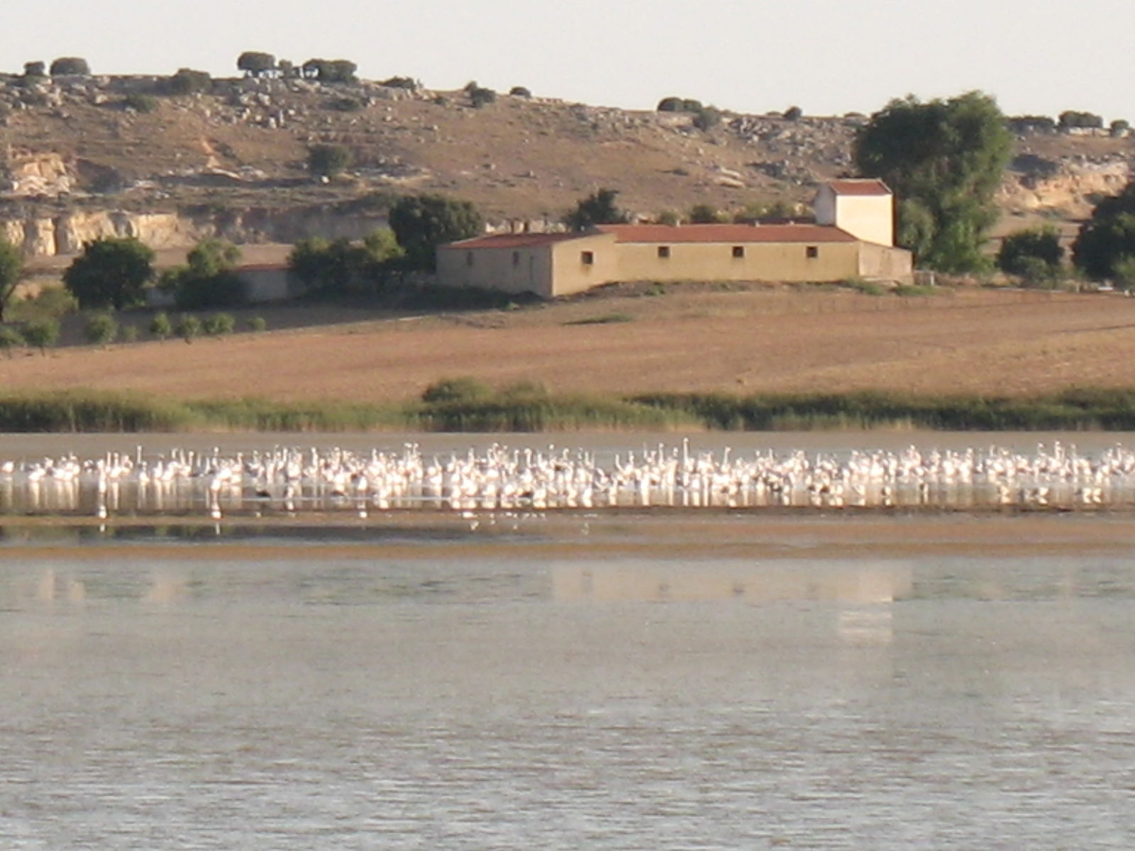 Reserva Natural Laguna Salada de Petrola, por miguel a. cartagena