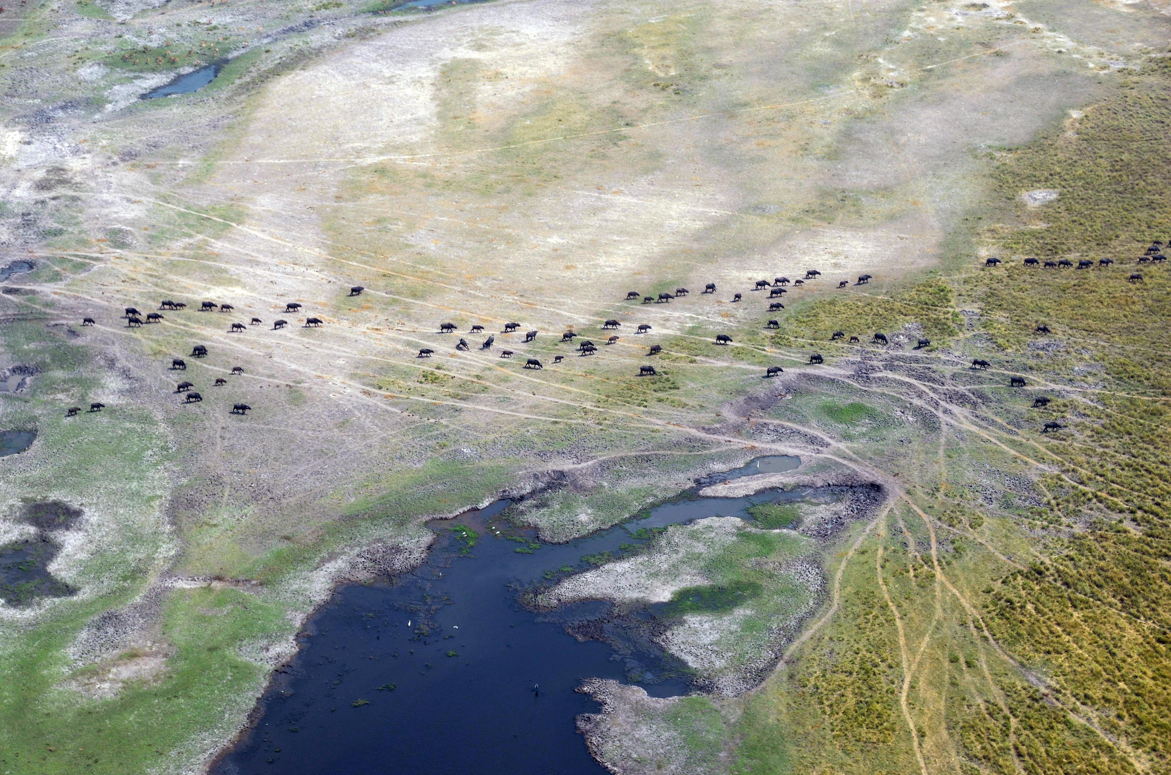 Vuelo al Delta del Okavango, por Alicia Ortego