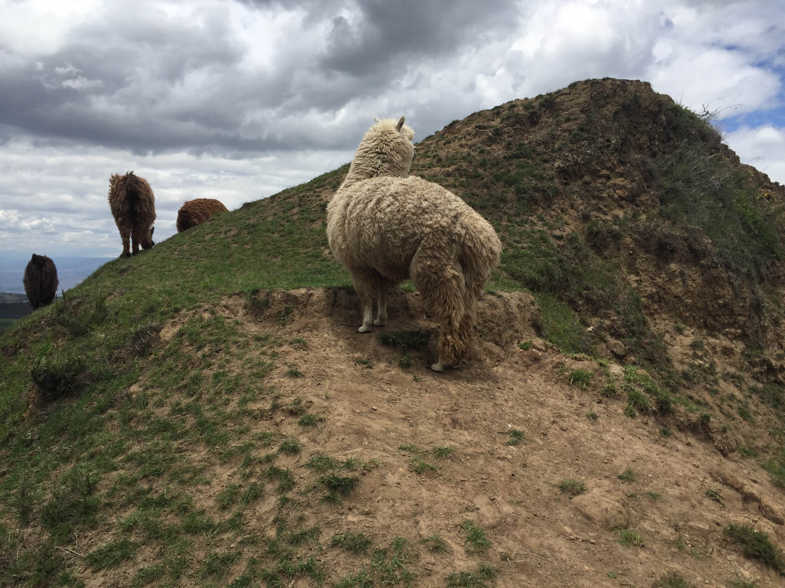 Cayambe, por jorge enrique crespo