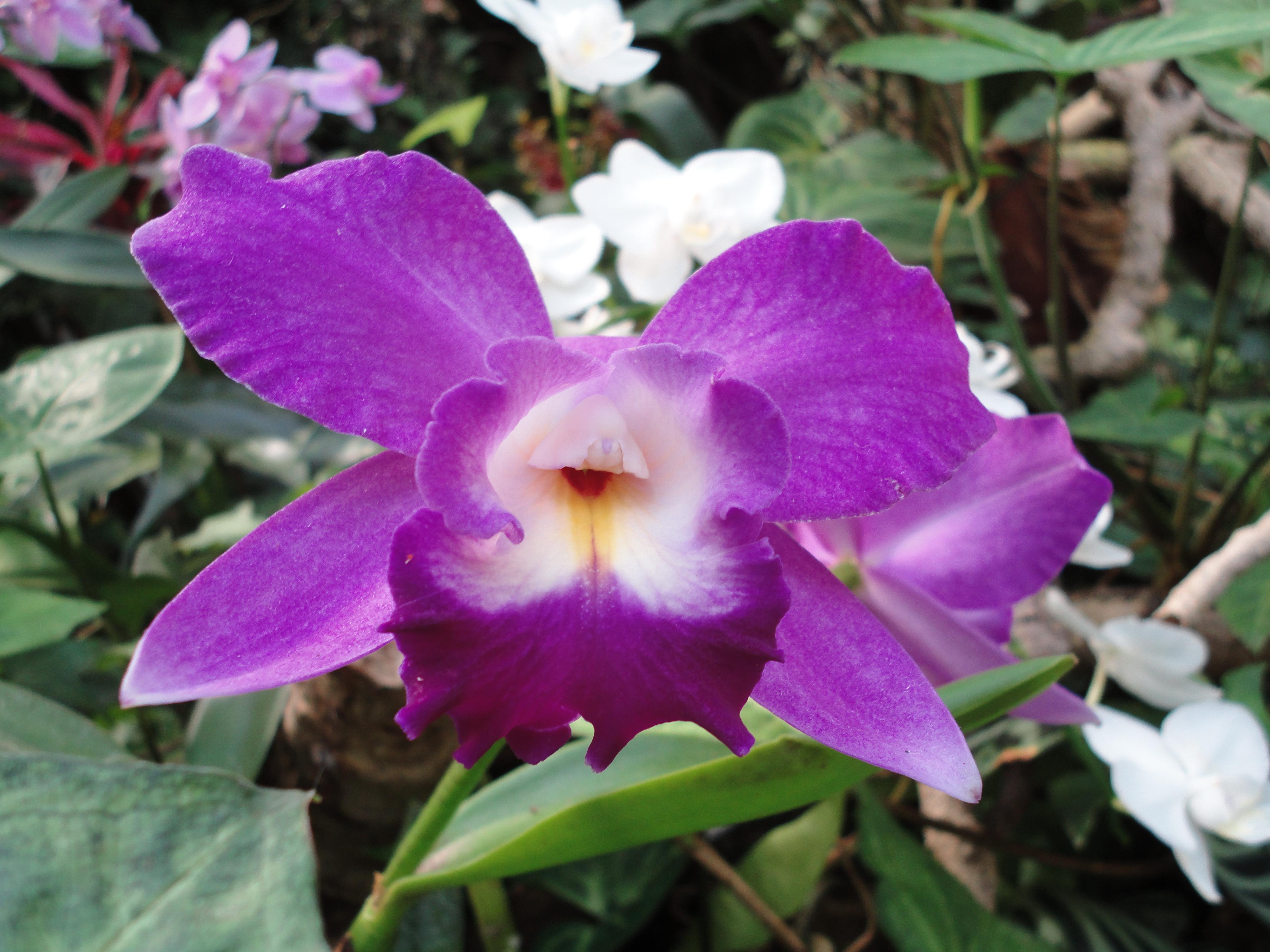 Jardines en Puerto de la Cruz: un recorrido por la belleza verde