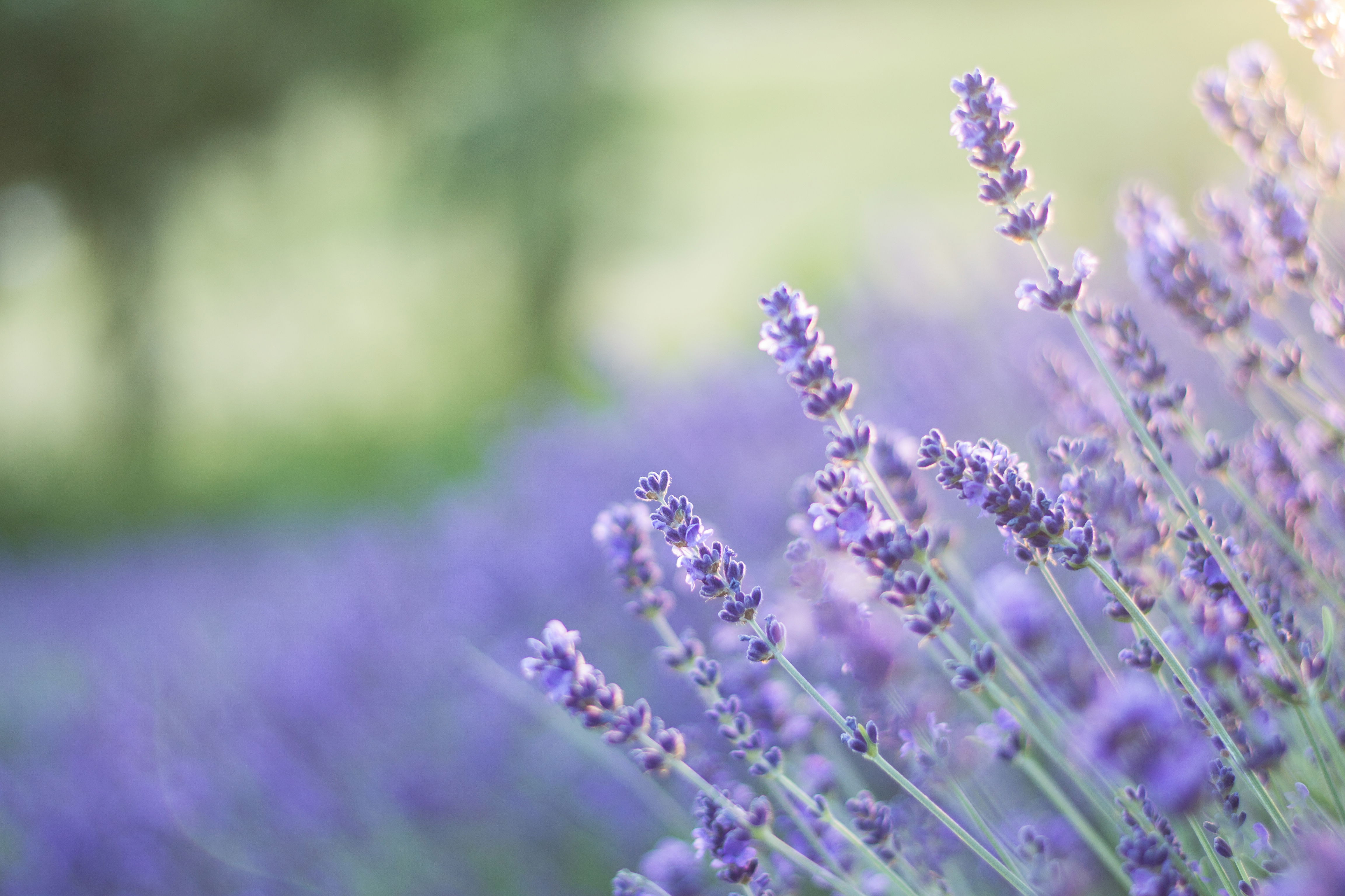 Helvetia Lavender Farm, por Erin Hudson