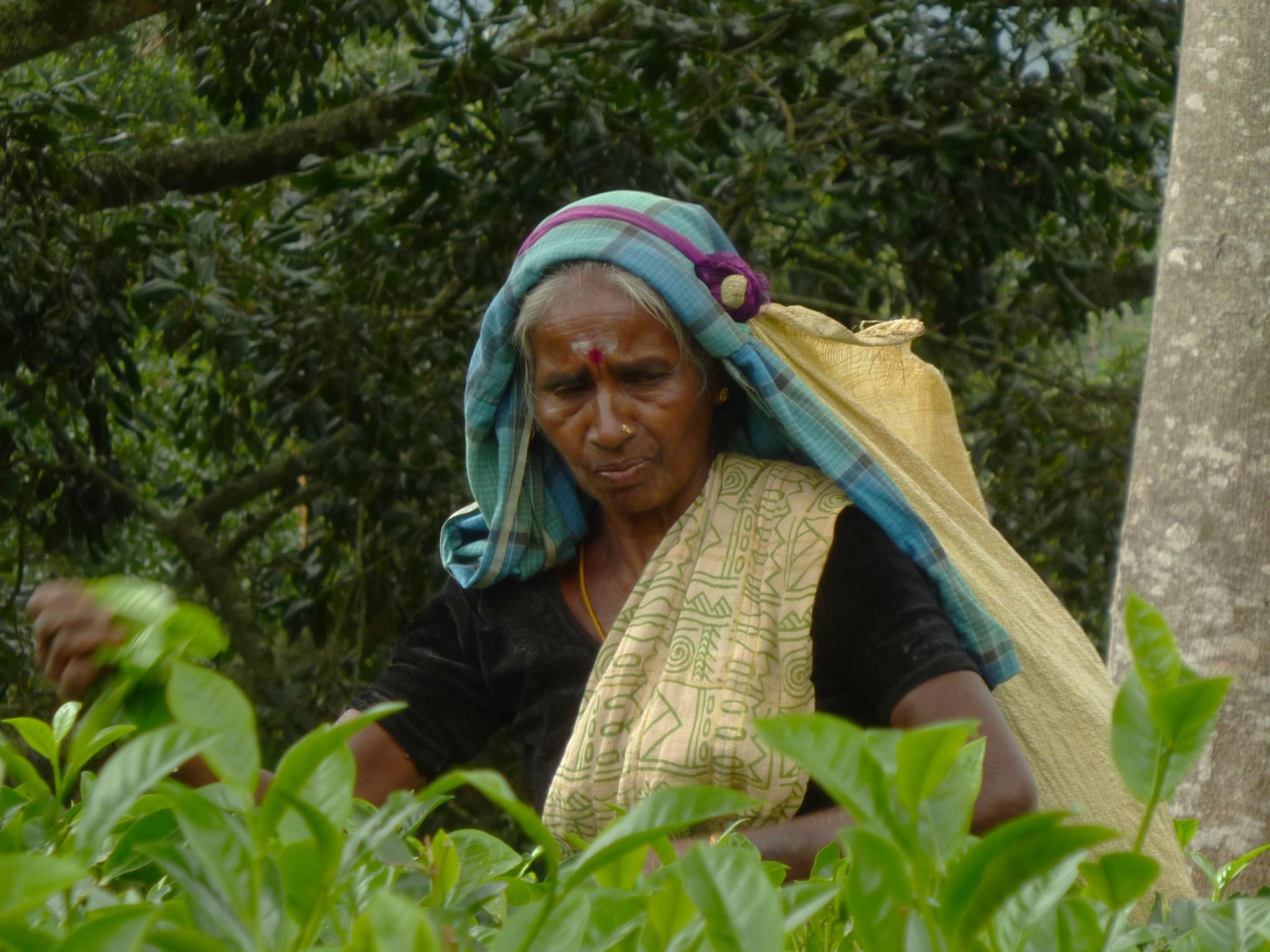 Nuwara Eliya Tea Estates, por cecilio gonzalez