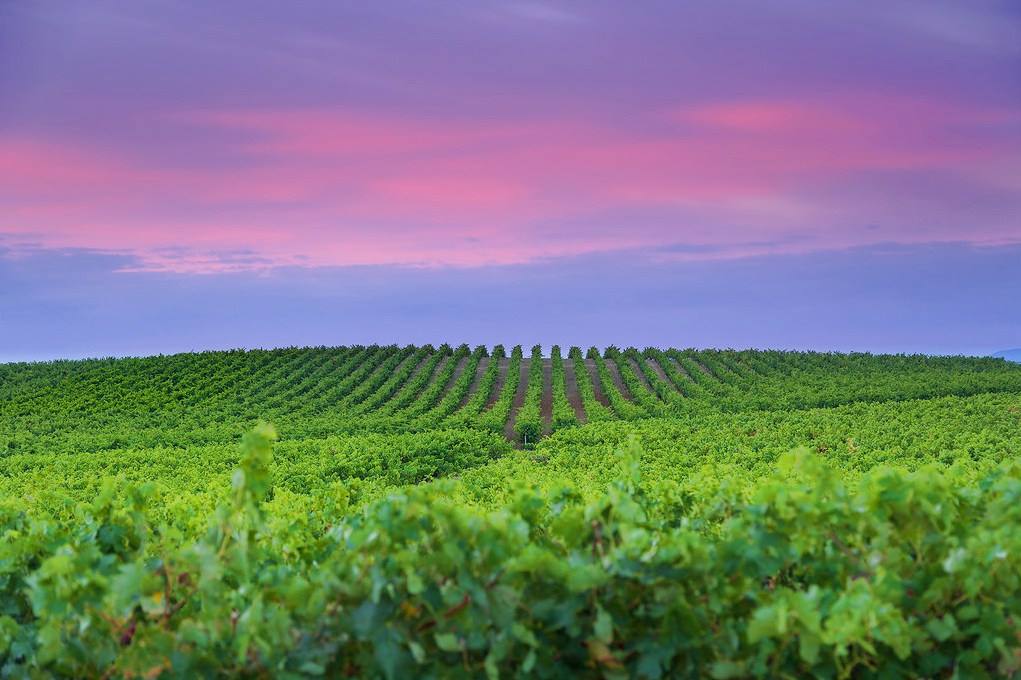 Los mejores bodegas de Castilla La Mancha