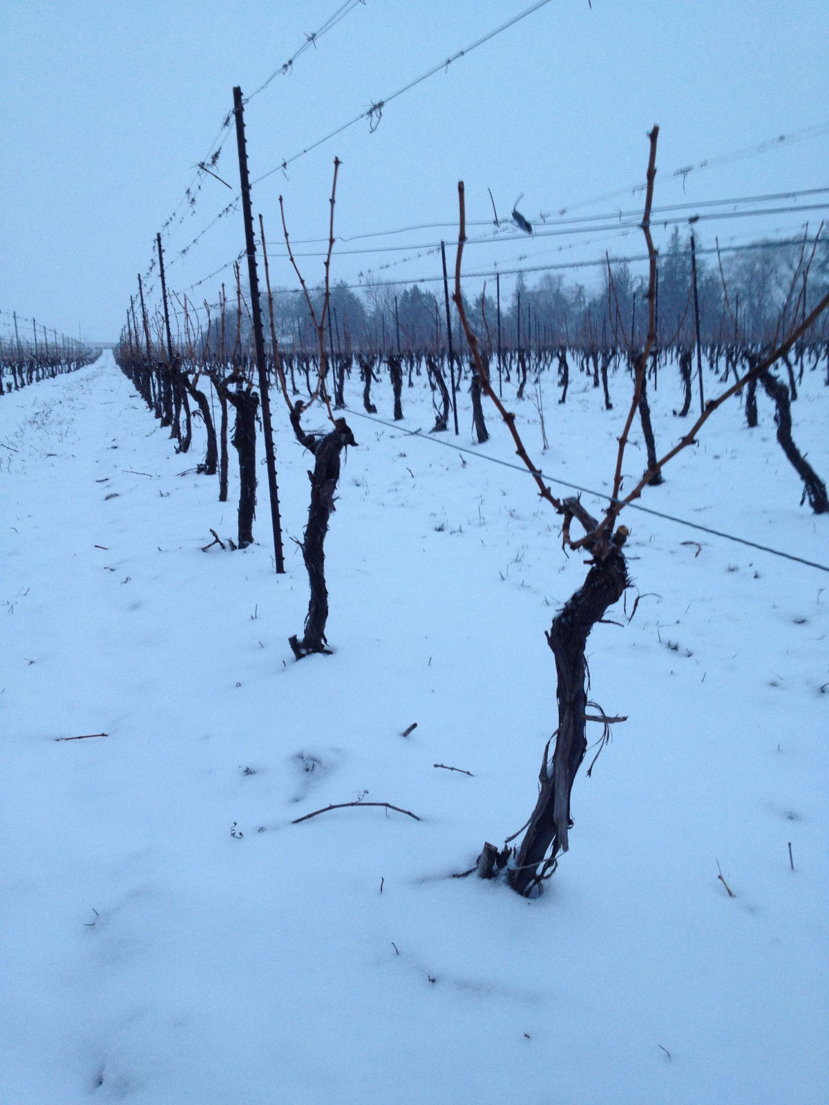 Bodegas Peller, por Anna Bonadei