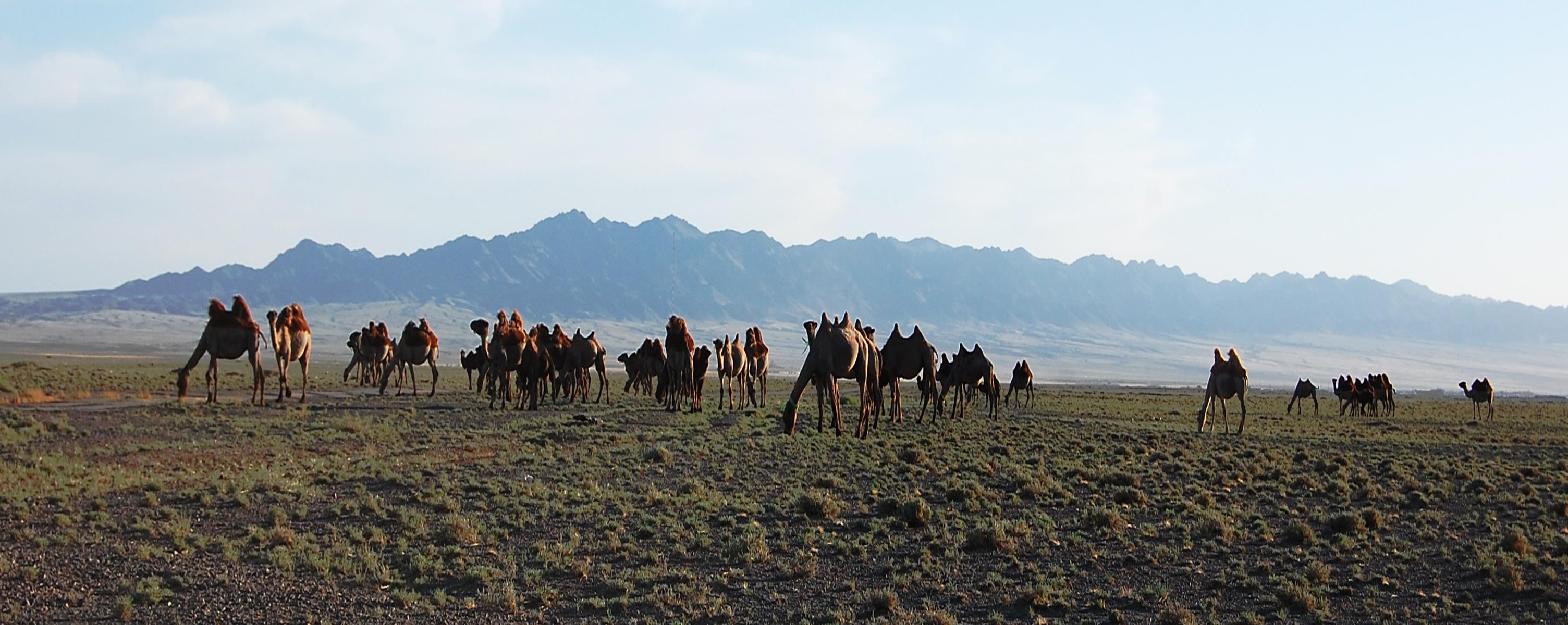 Travesia del desierto en camello, por erdenebileg ulgiit