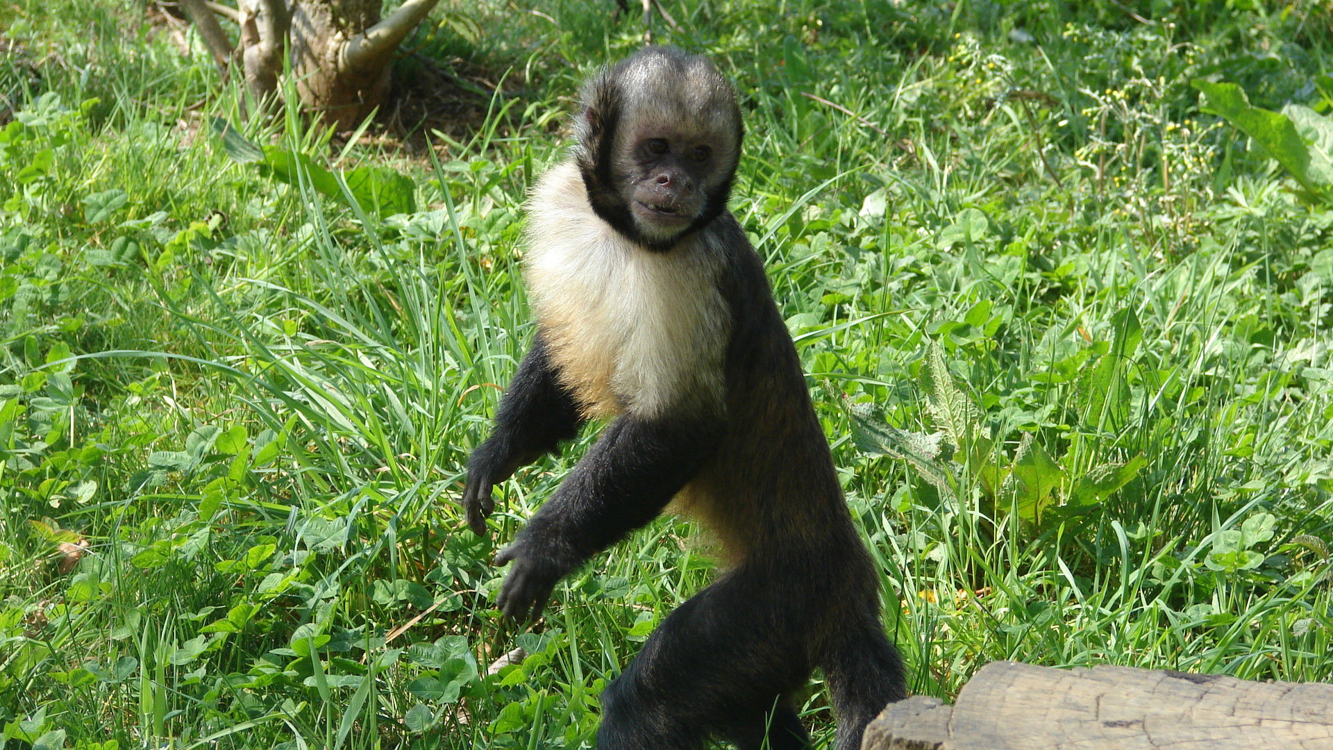 Vallee des Singes, por Poitou-Charentes
