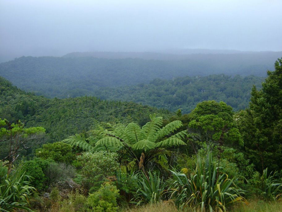 Waipoua Forest, por guanche