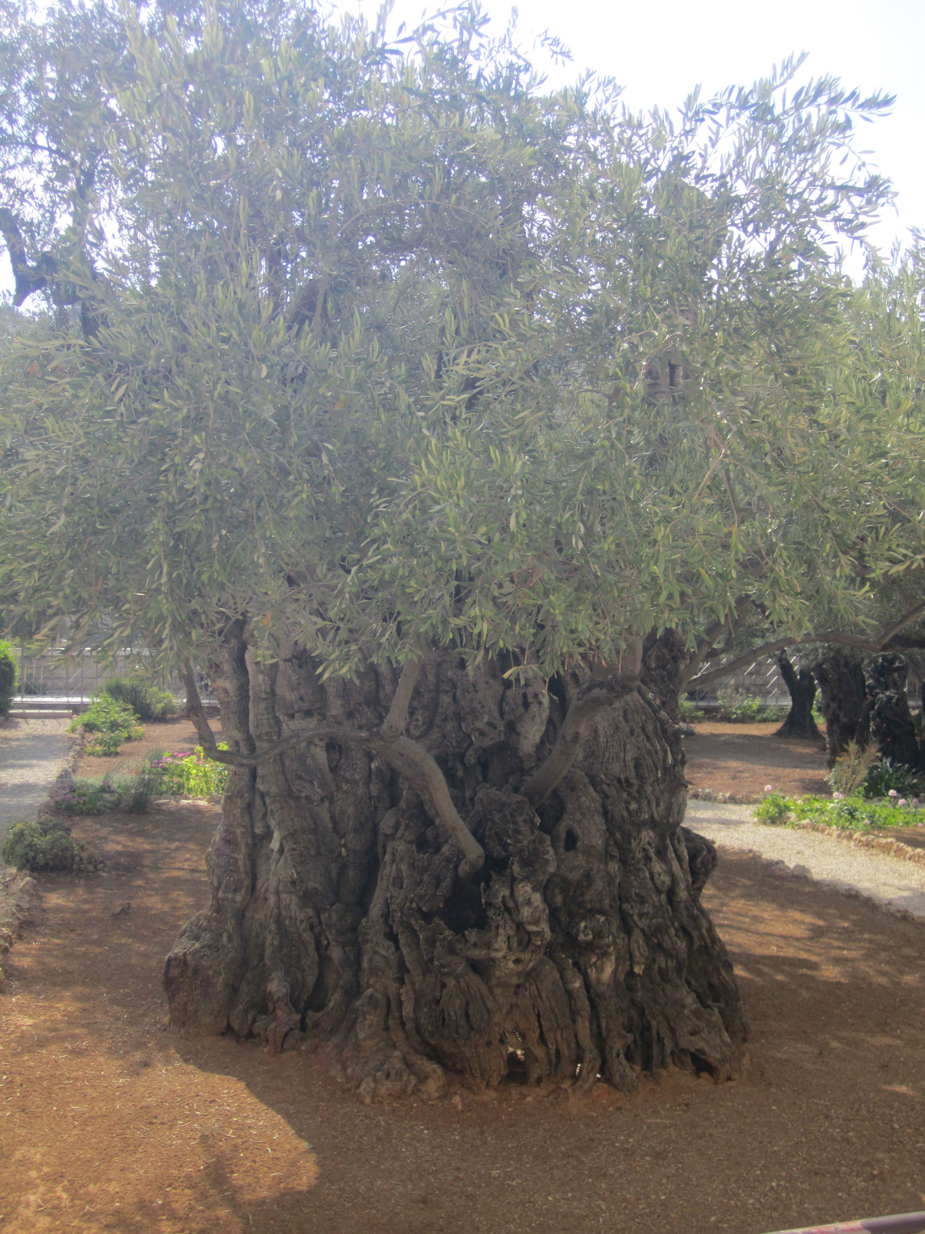 Jardin de Gethsémani, por Céline 