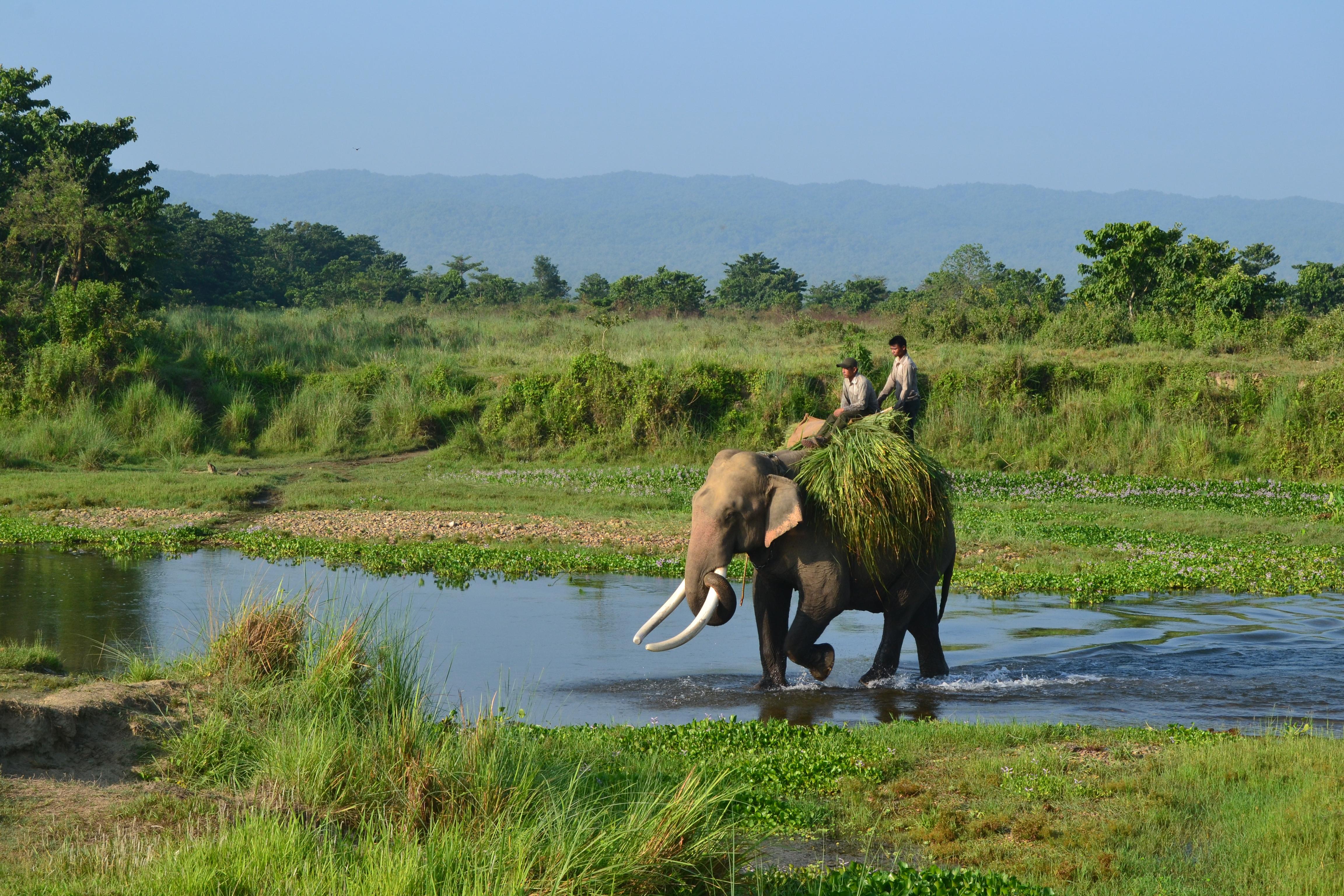 Parque nacional de Chitwan, por Saurav Lohala