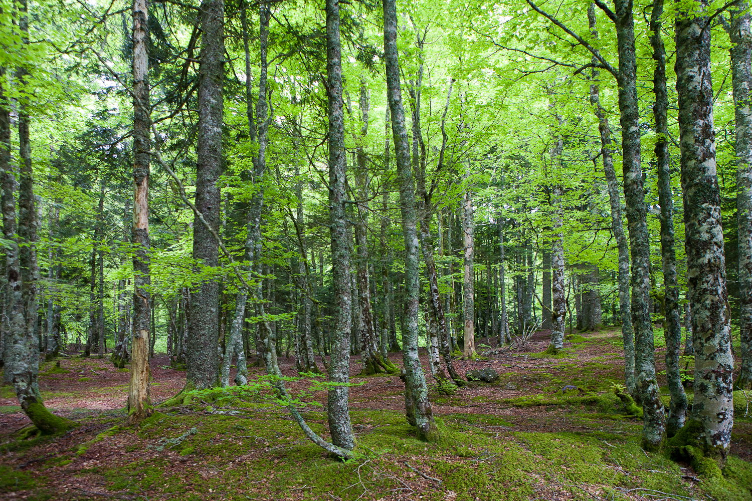 Bosque de Iraty, por Vincent Bauza