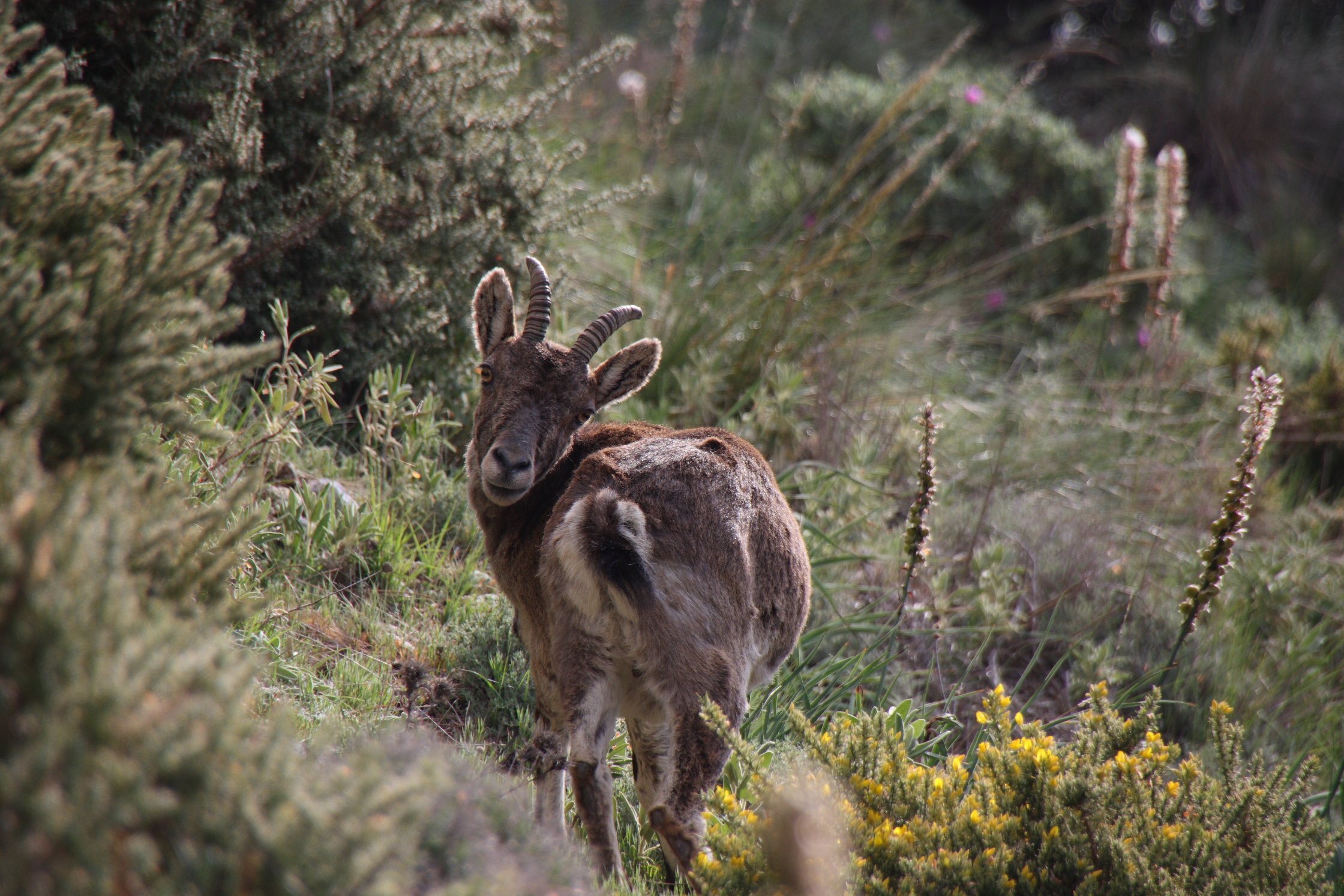 Parque Natural Sierra de Grazalema, por nuria