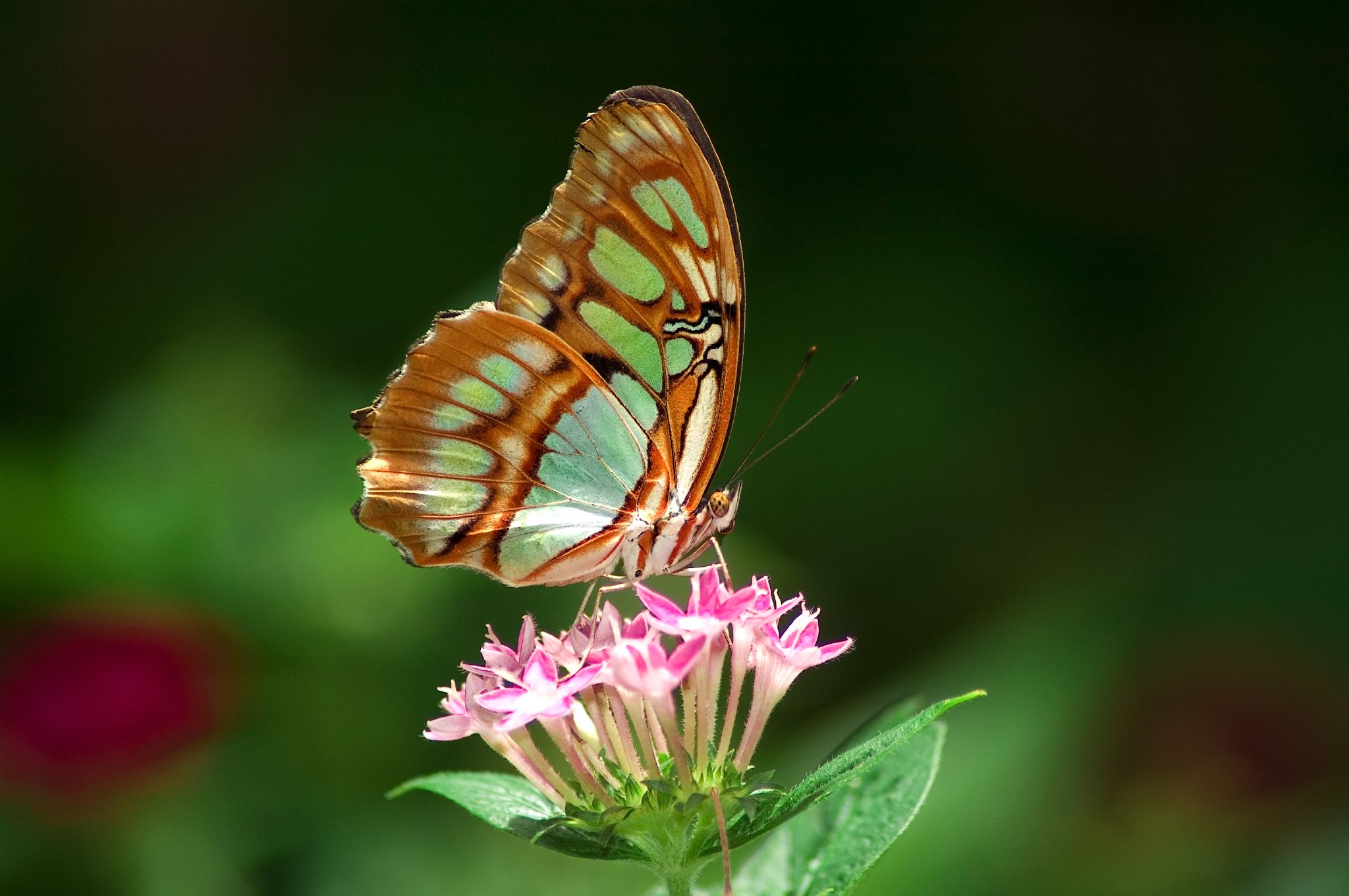 Jungles of Playa del Carmen in Playa del Carmen: 1 reviews and 1 photos