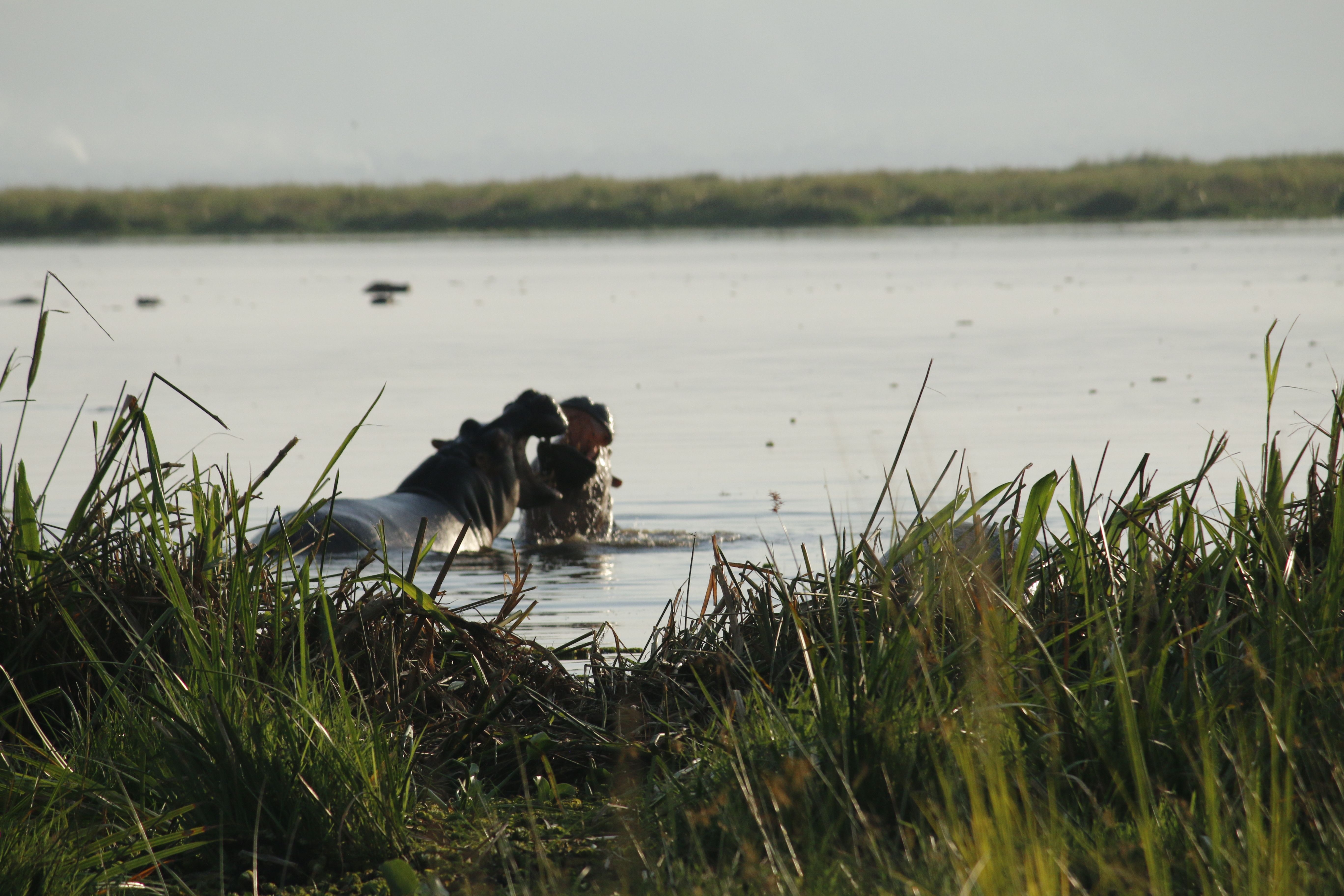 Lago Alberto, por Maria Cruz Díaz Antunes-Barradas