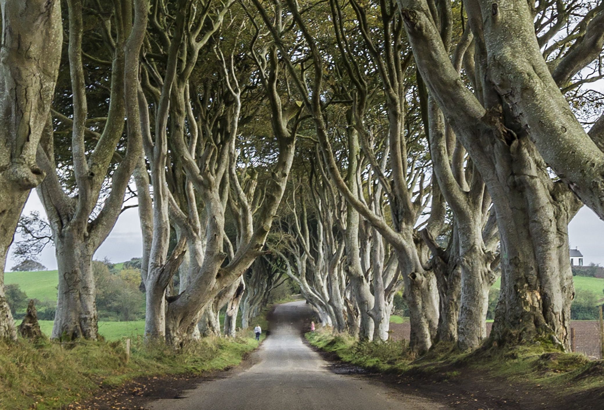 Dark Hedges, por Jesús Sánchez Ibáñez (kaosjsi)