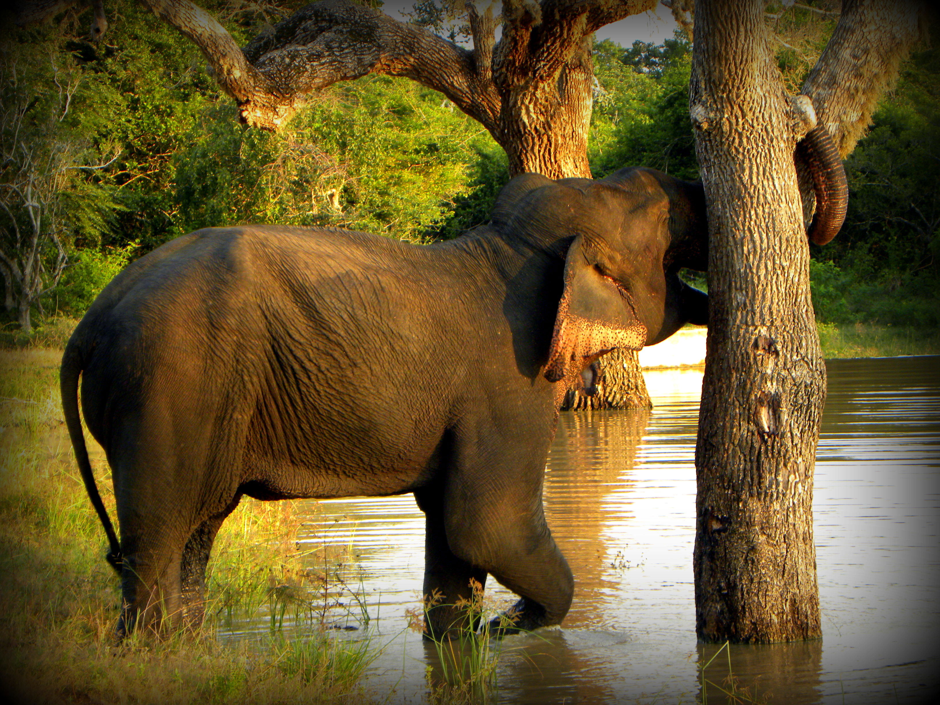 Parque Nacional de Yala -Sri Lanka, por Sandra Garcia Arangoa