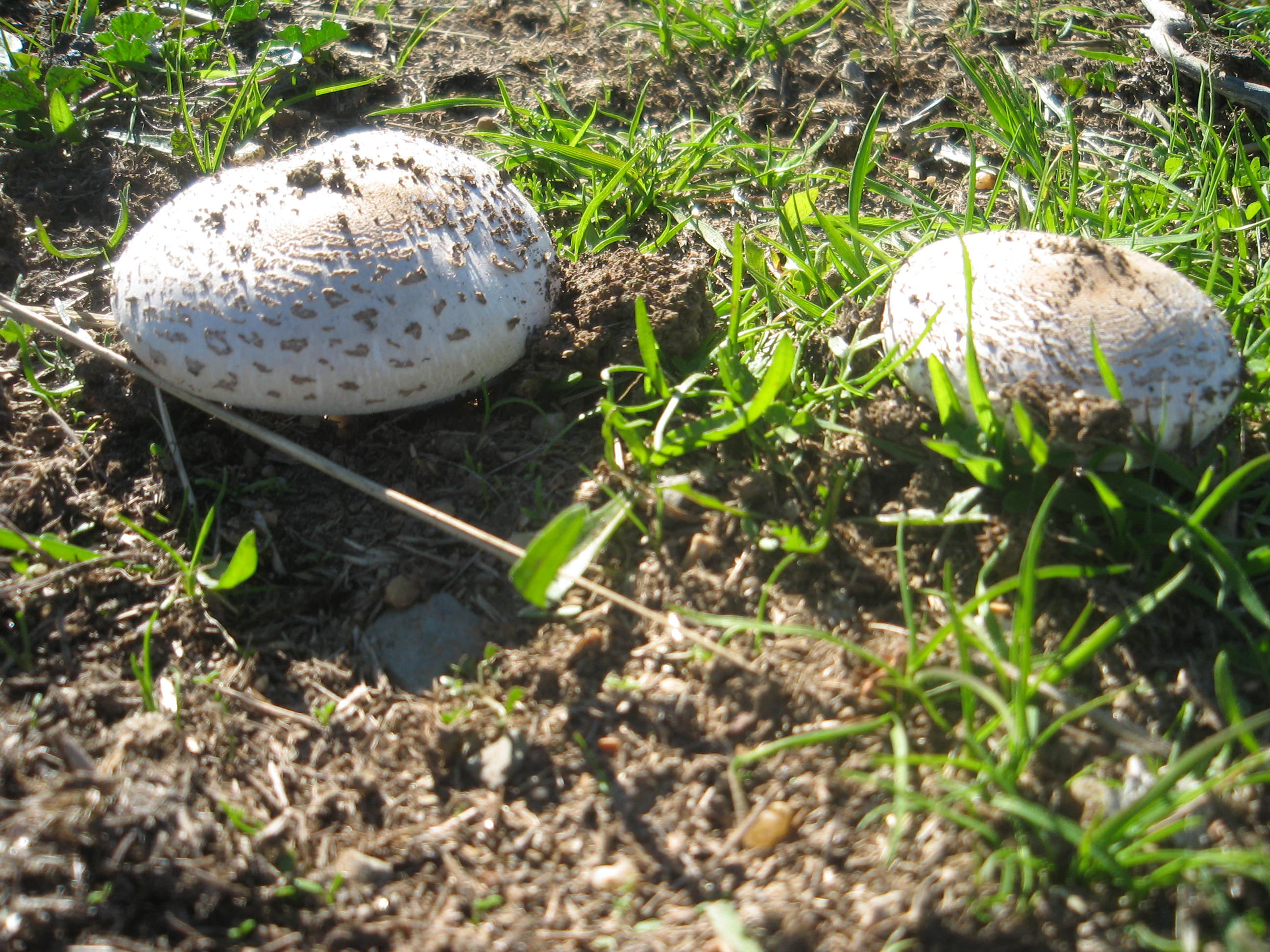 Piedras Albas, por Miskita