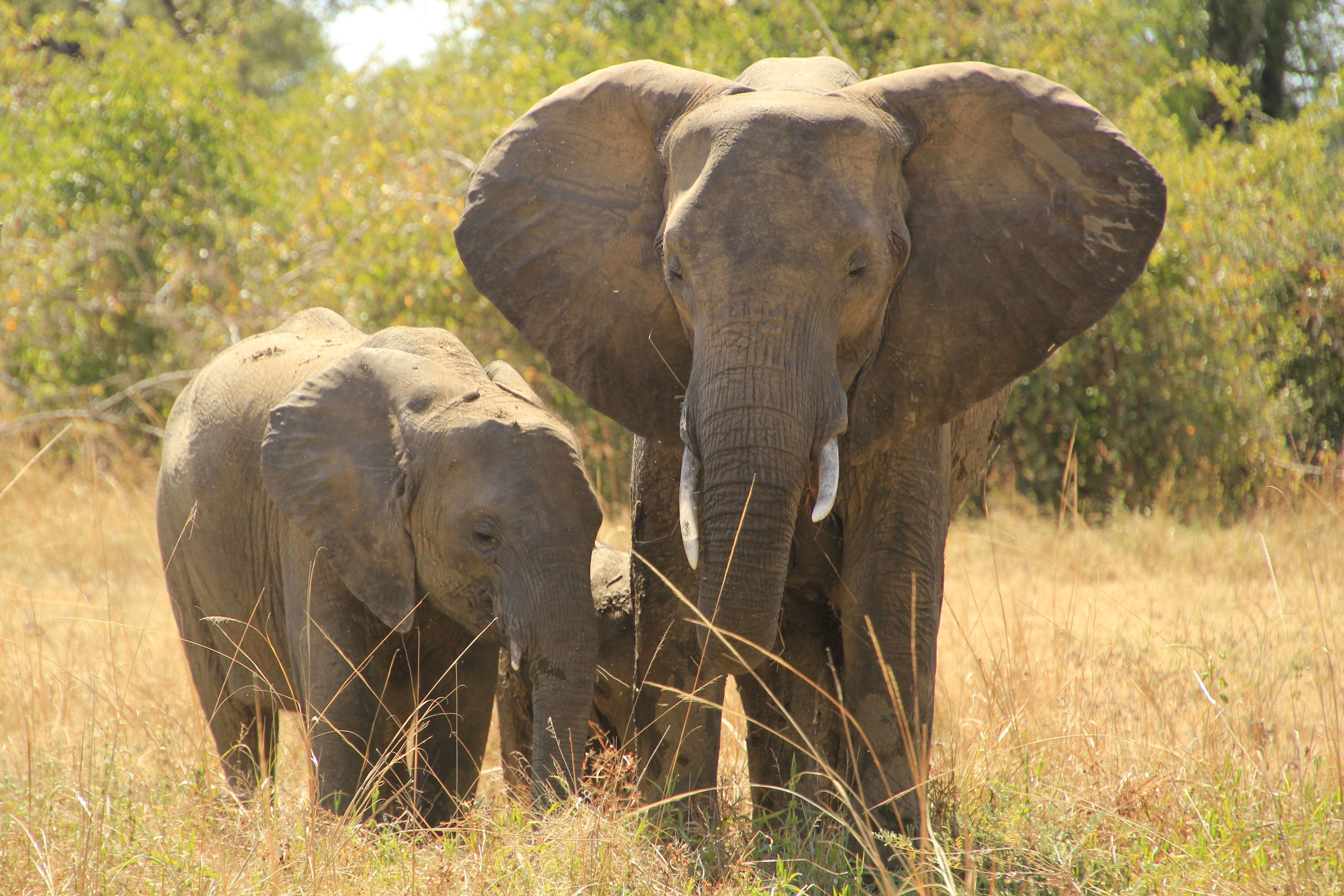 Descubre la biodiversidad en reservas naturales de Zambia