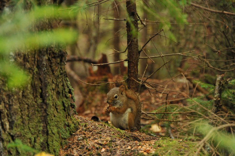 Parque Nacional de la Mauricie, por Mlle M