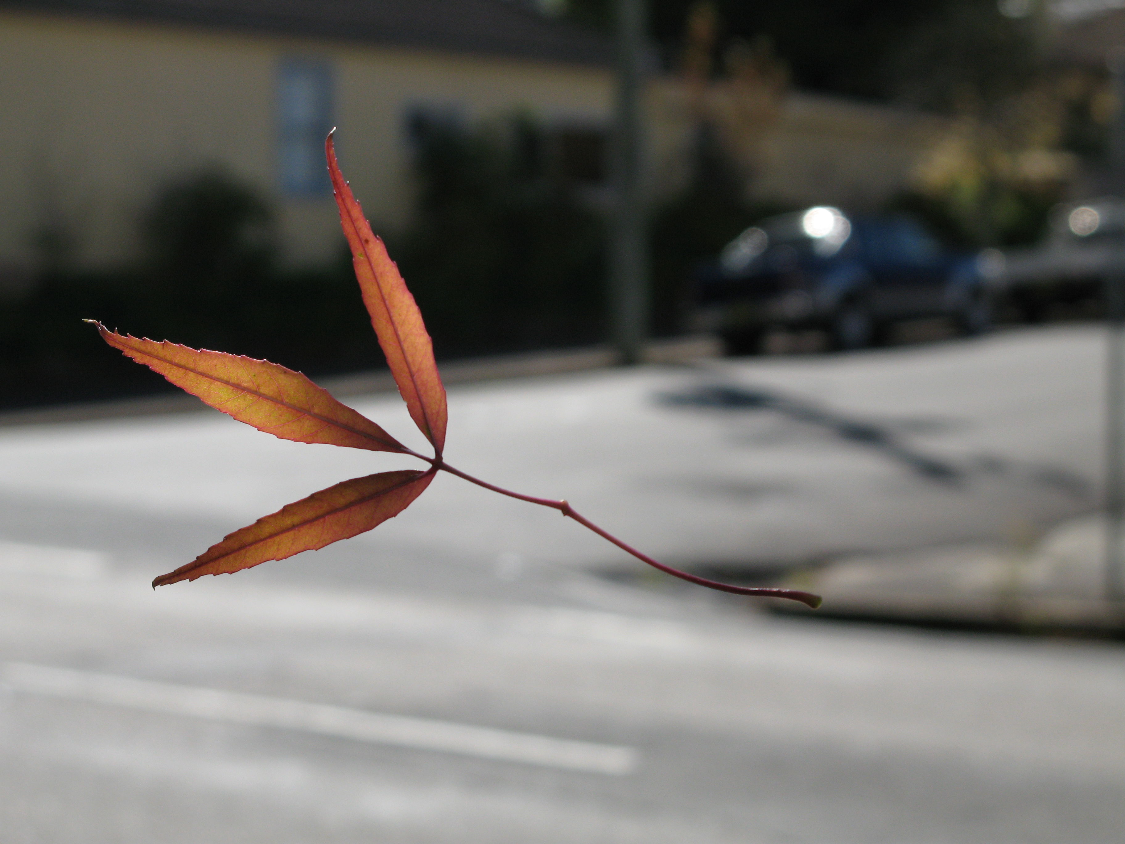 Katoomba, por Bluecalx