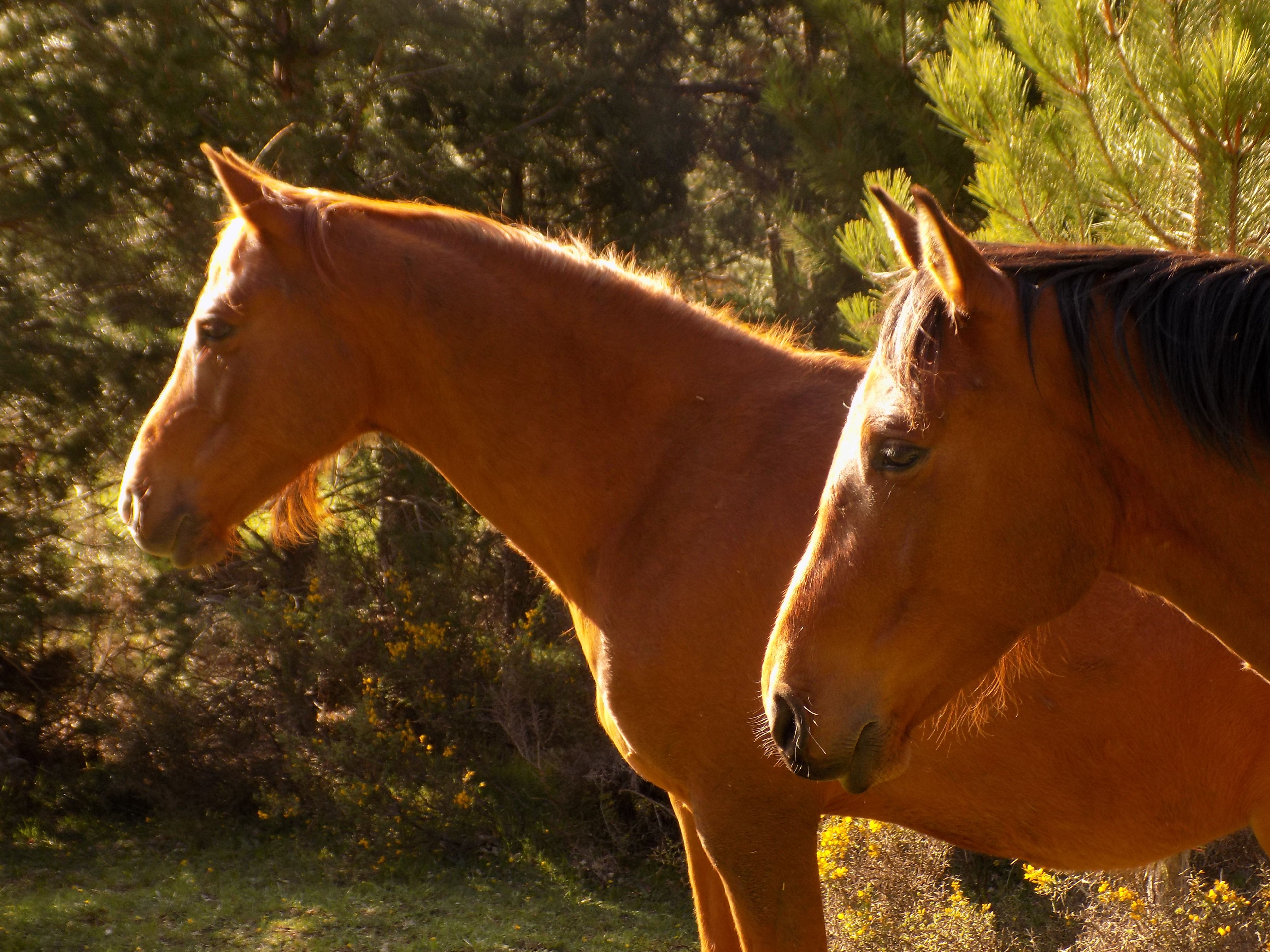 Caballos Albarracin, por andres Perez