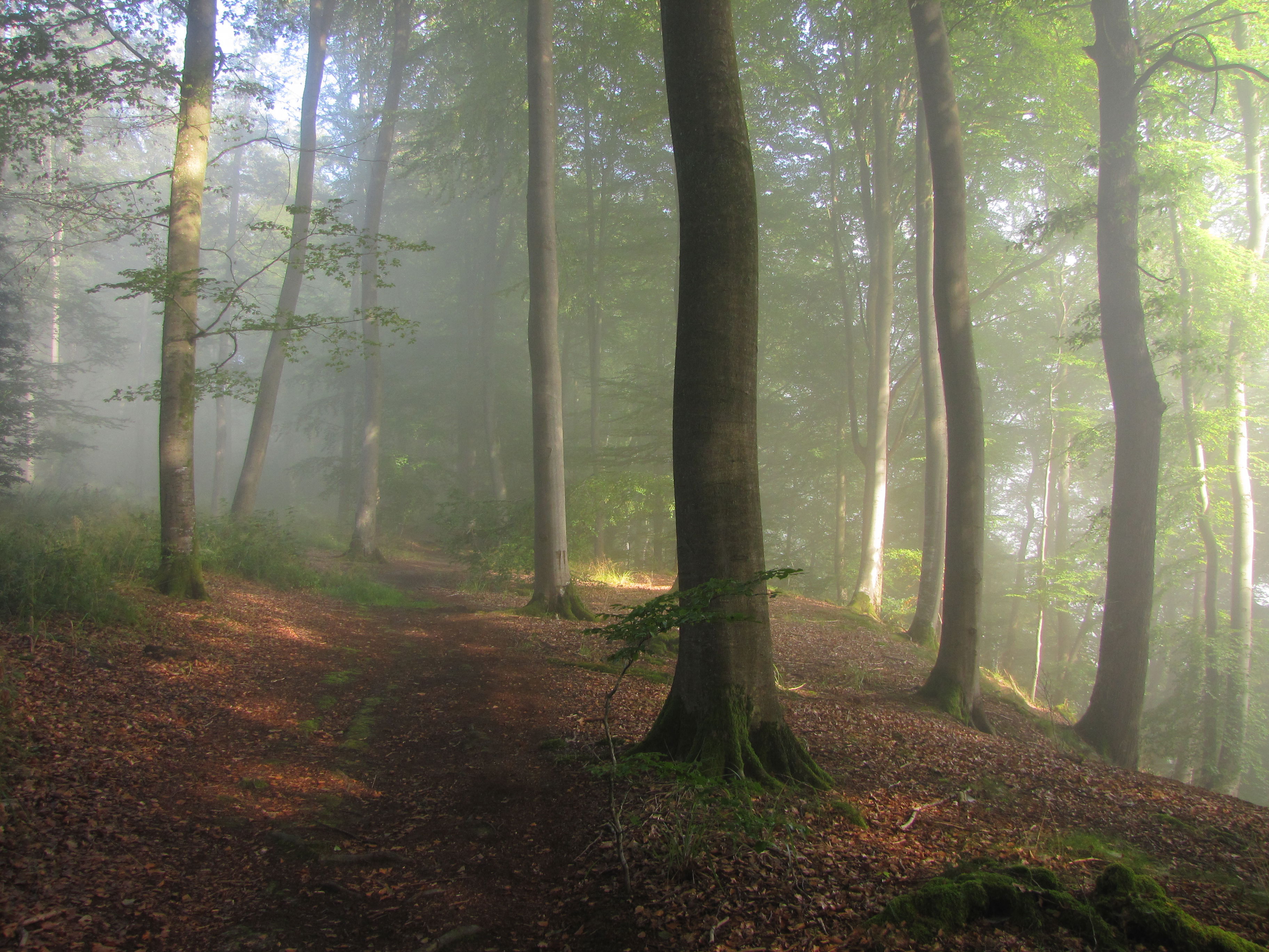 Bosque Berdorf, por Albert Rigata