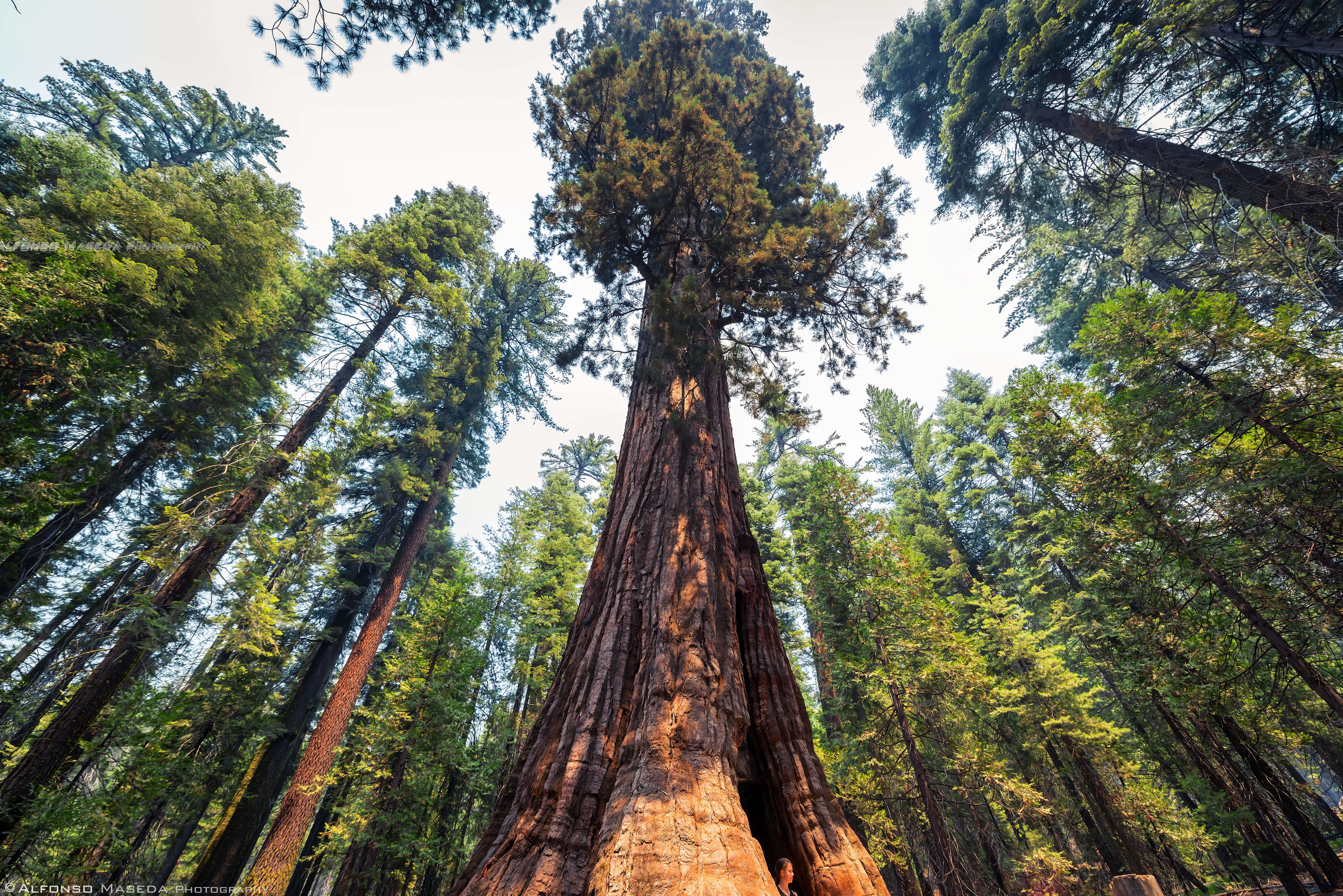 Explora los bosques de California: maravillas naturales por descubrir