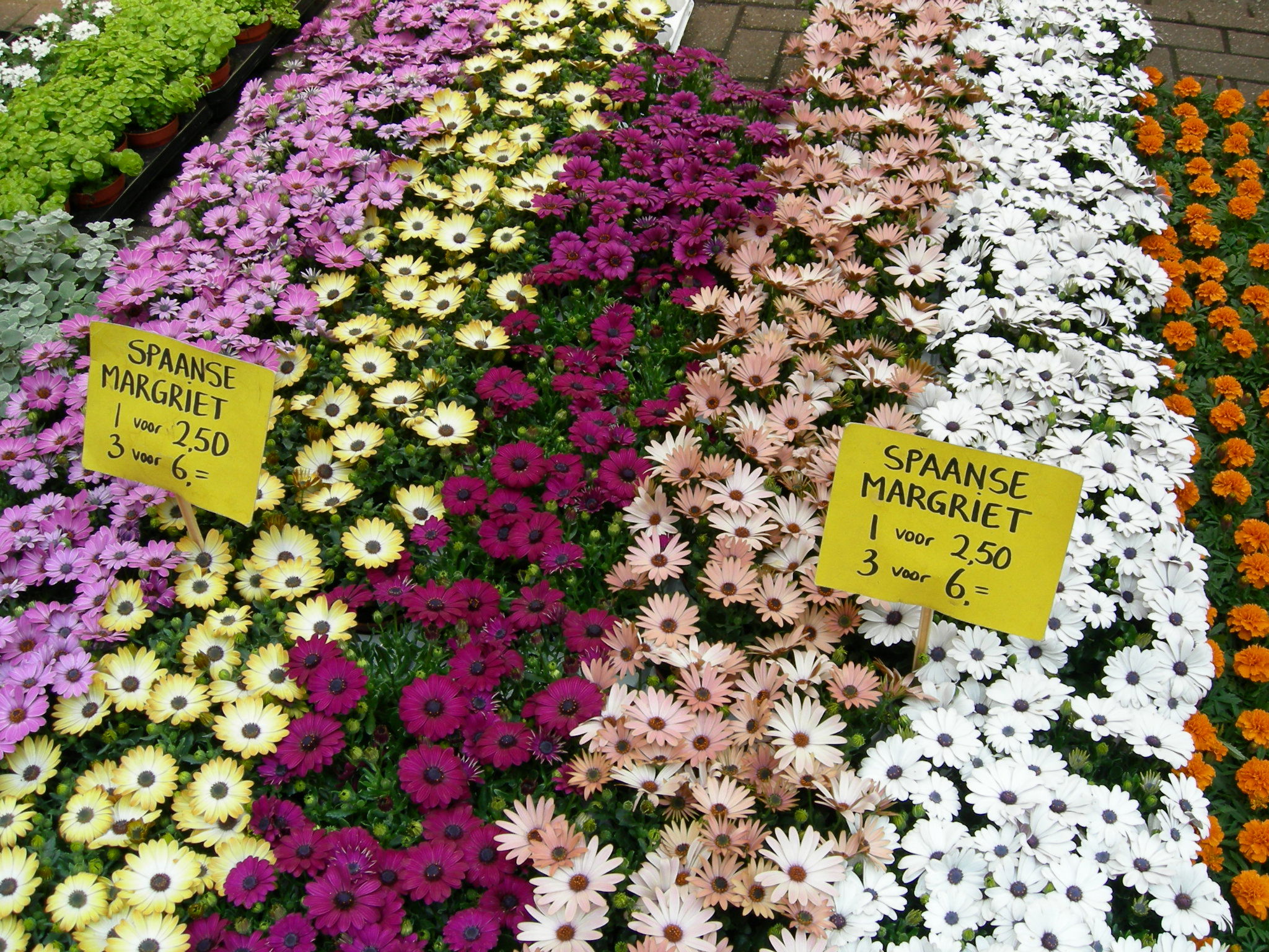 Bloemenmarkt - Mercado de las flores, por isalatrendi