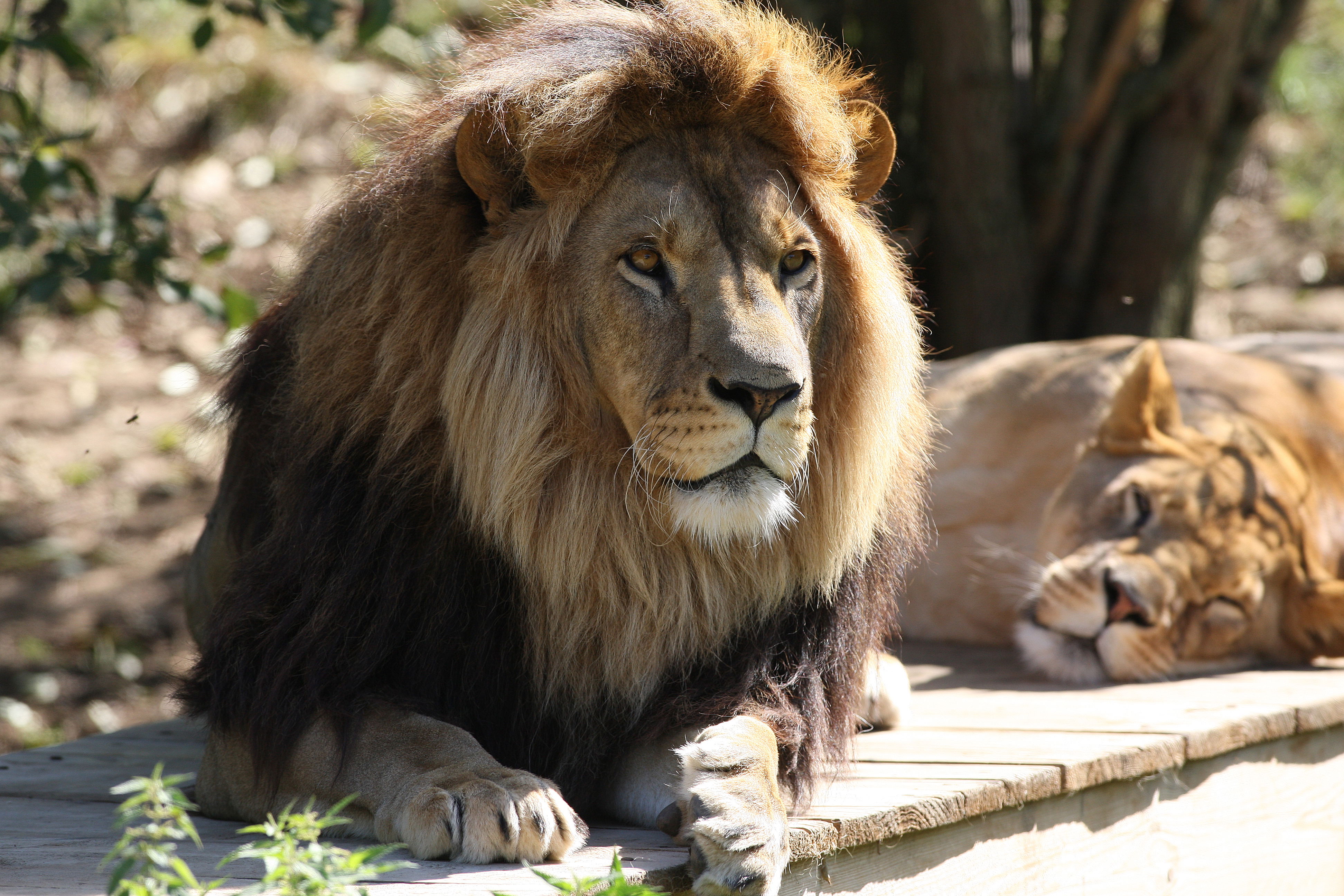 El refugio de animales del Arca, por Pays de la Loire