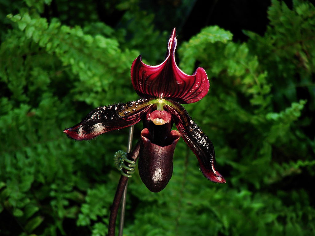 Jardín Botánico, por Carlos Olmo