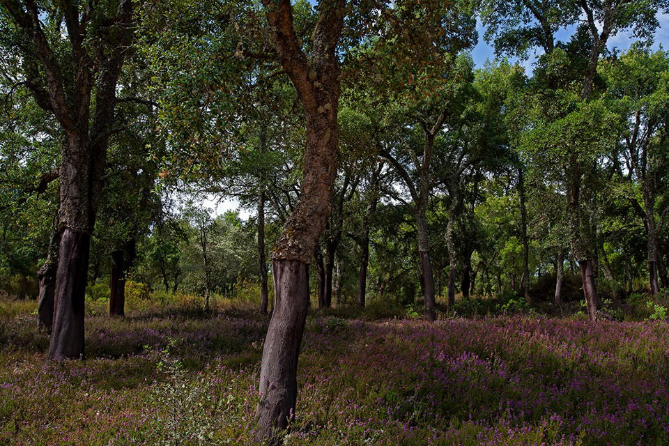 Senda Natural del Alcornocal, por Lala