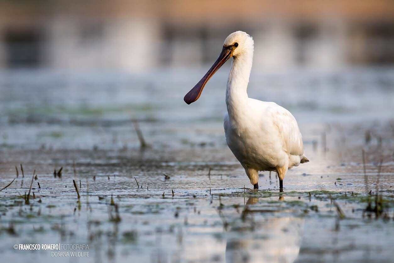 Ornitología en España: dónde ver aves en libertad