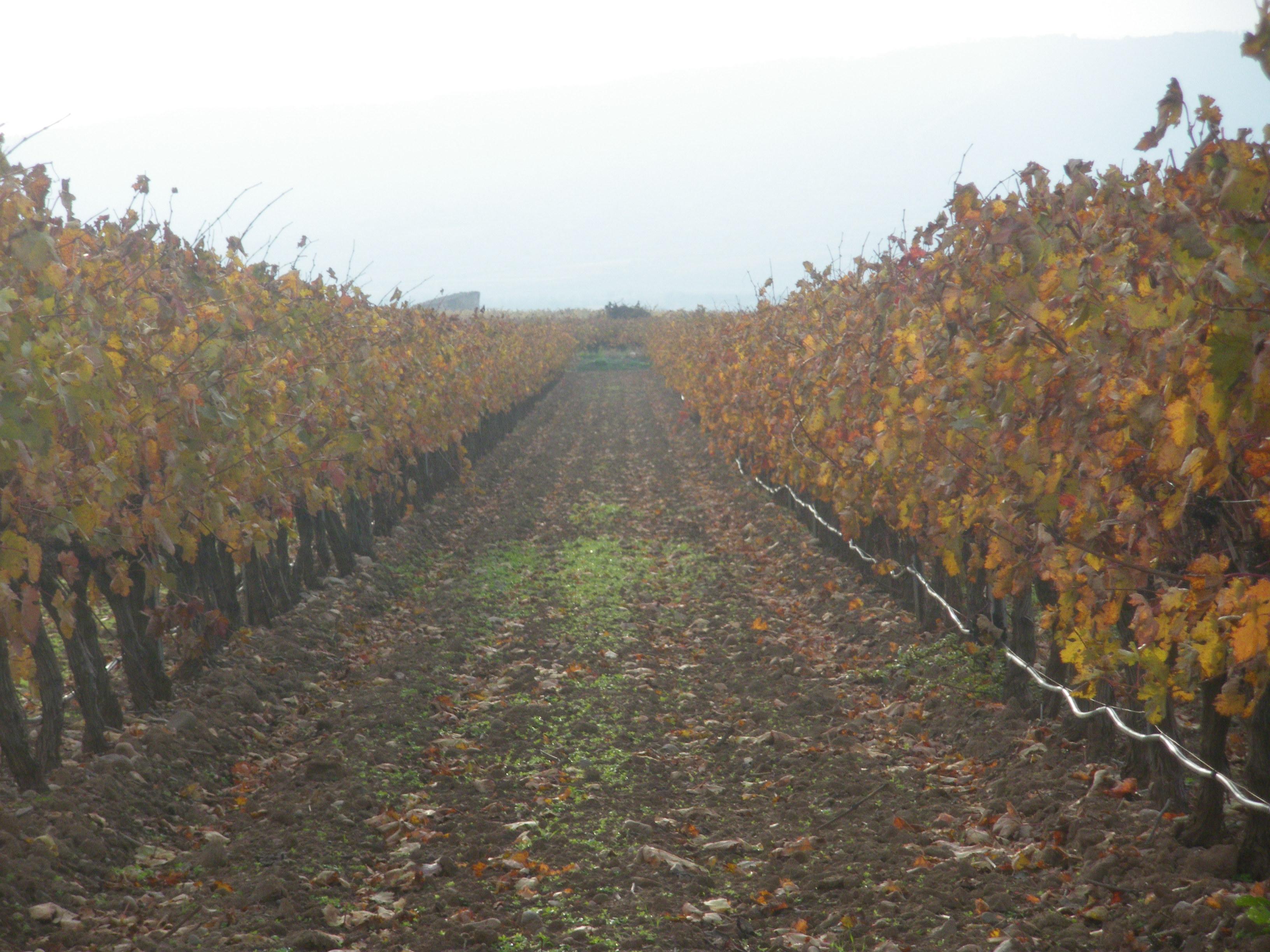 Uvas y Vino, por Rocío Ruiz Gutiérrez