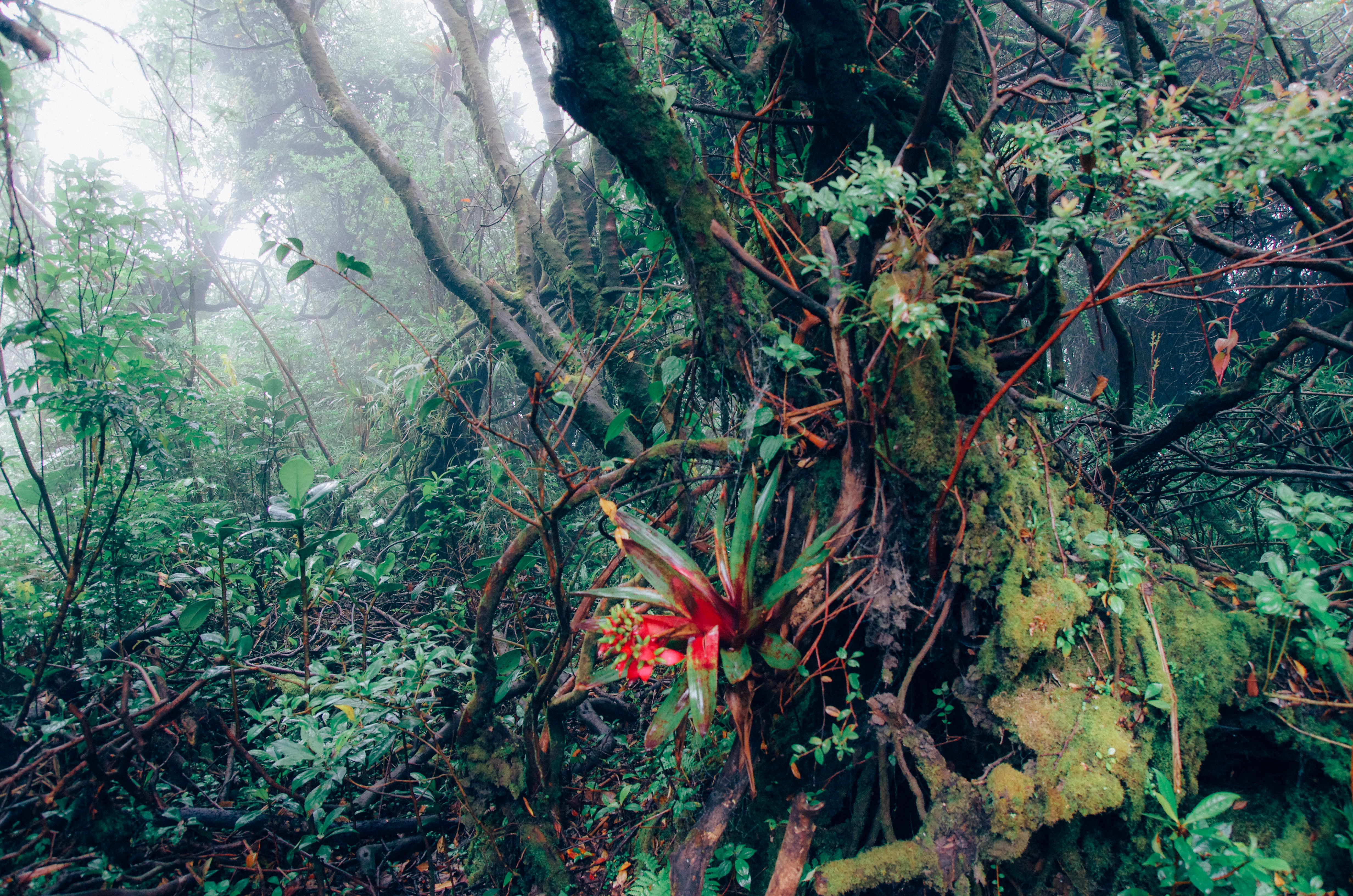 Parque Nacional Volcán Poás, por Romain GAUVIN