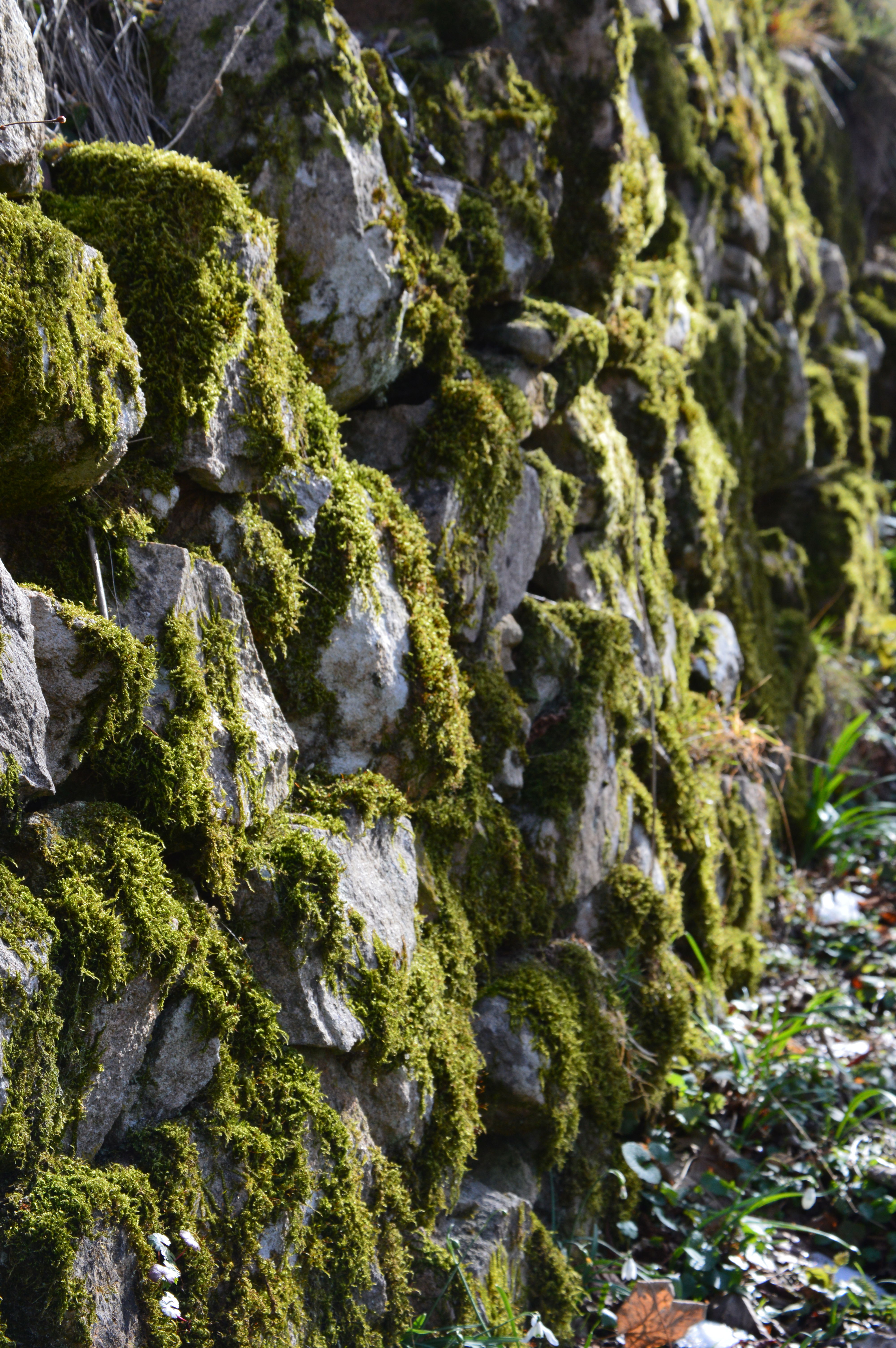 Descubre los encantadores bosques de Barcelona para conectar con la naturaleza