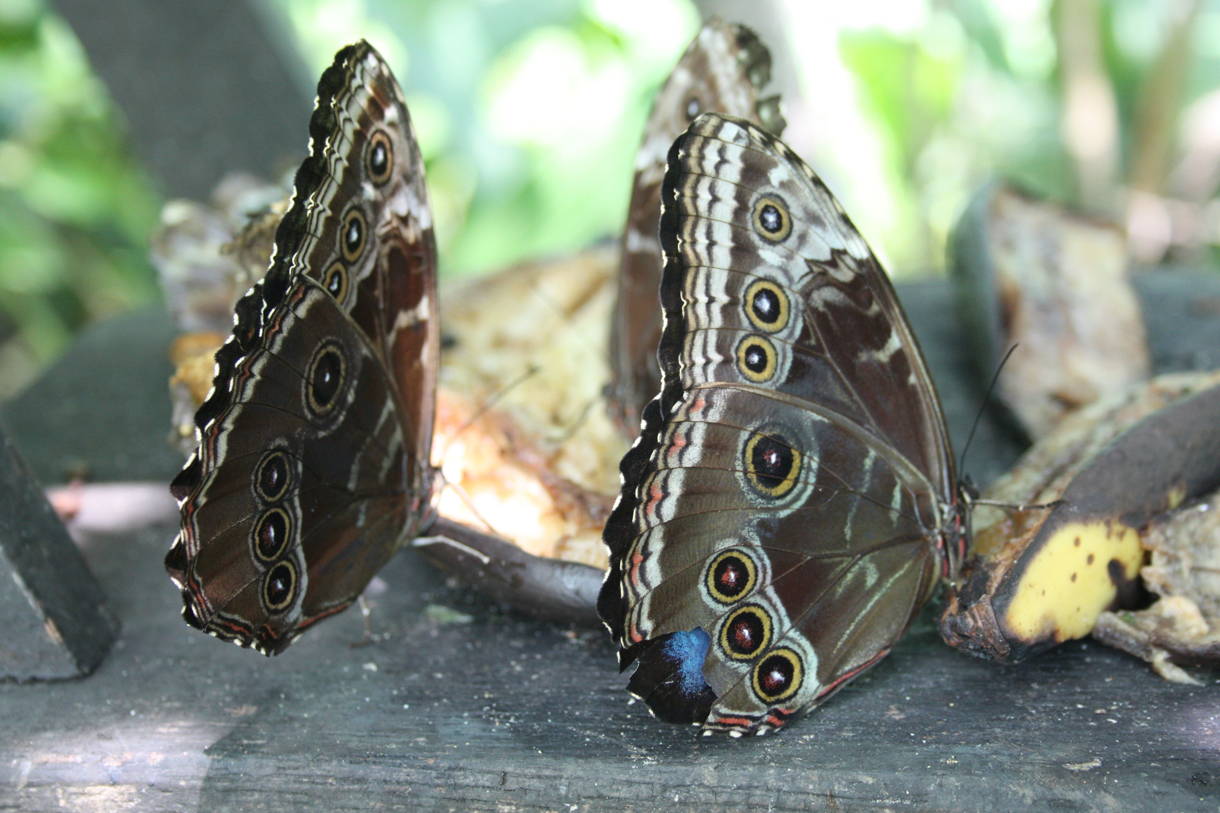 Explora los encantadores jardines de Costa Rica y su biodiversidad